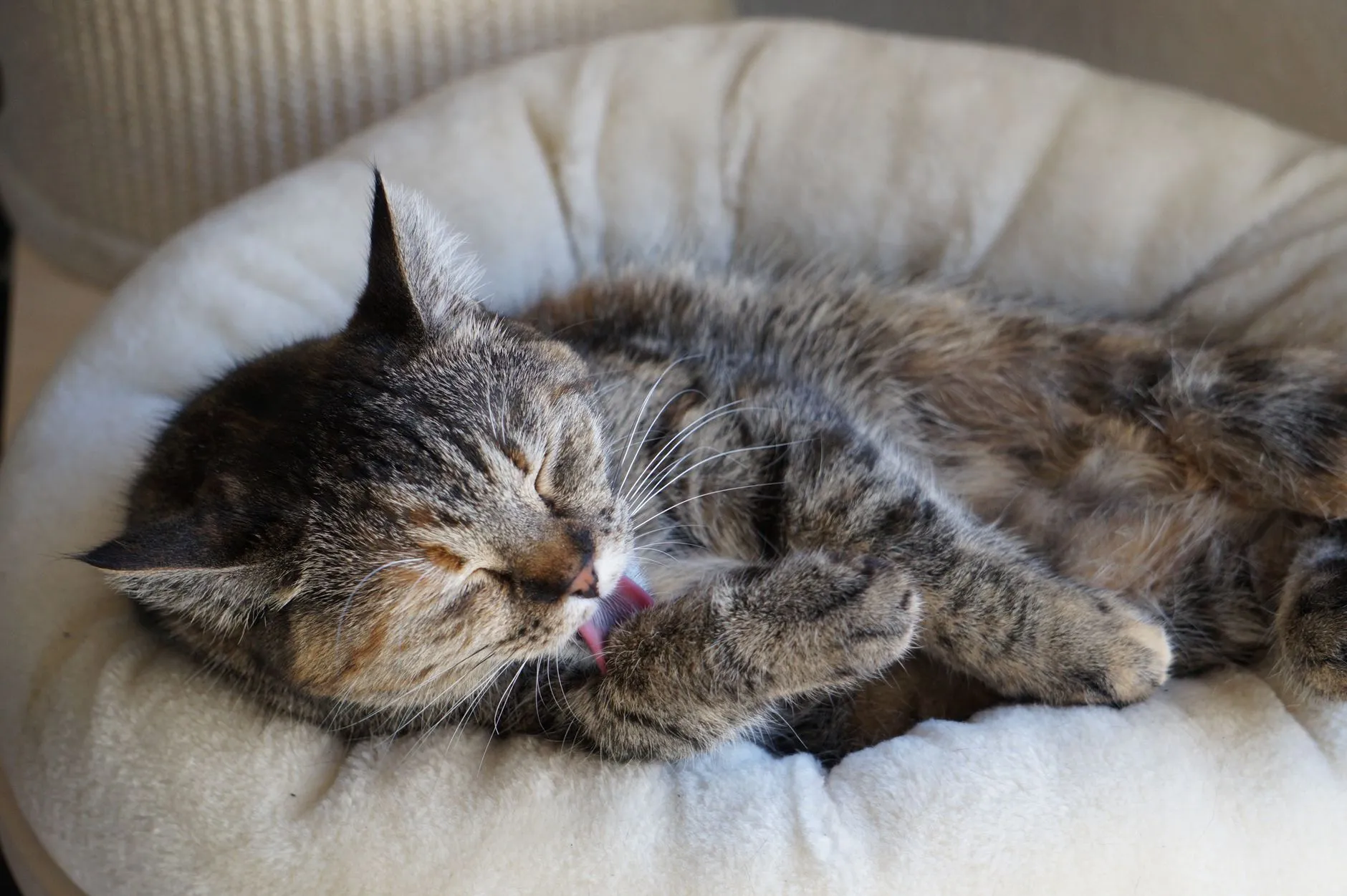A fluffy tabby cat licking its paw while comfortably relaxing on a plush bed indoors.