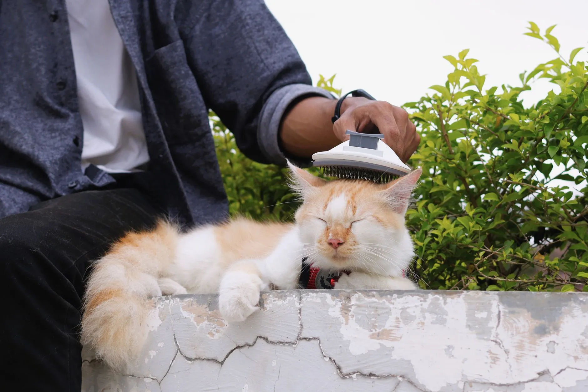 Person gently brushes a relaxed cat outdoors, creating a peaceful and caring moment.