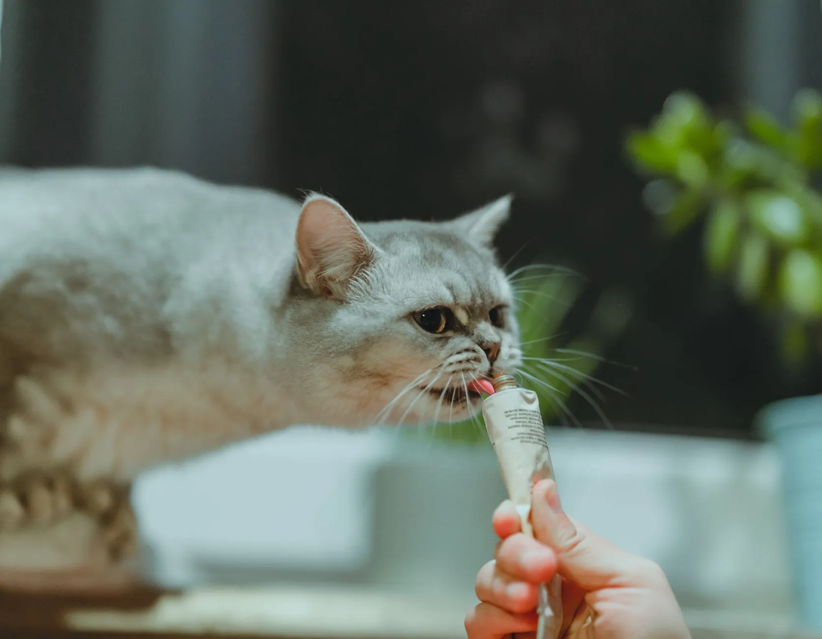 Close-up of a British Shorthair cat licking a treat from a tube indoors.