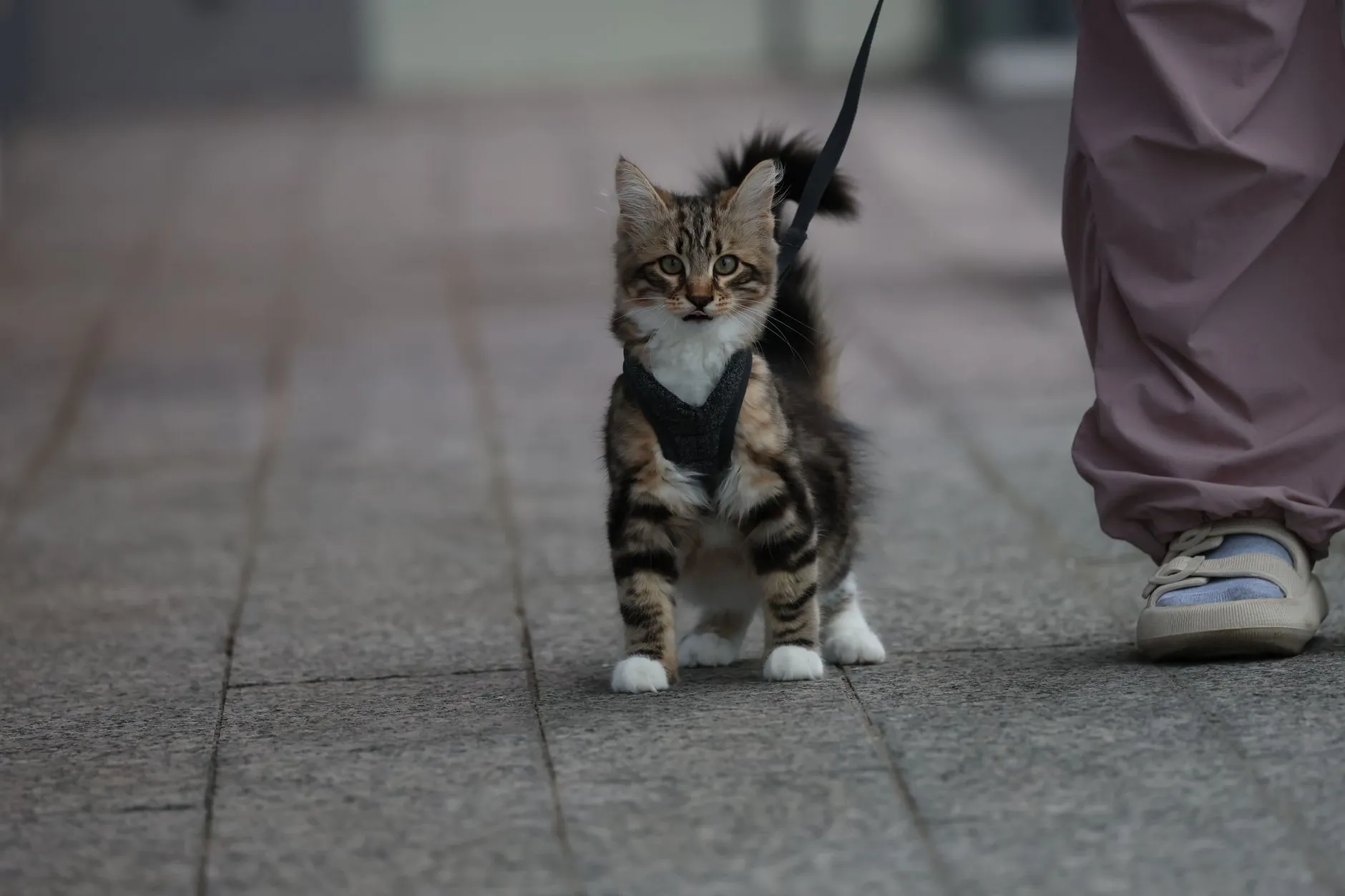 A cute domestic tabby cat on a leash walking beside an owner's feet.