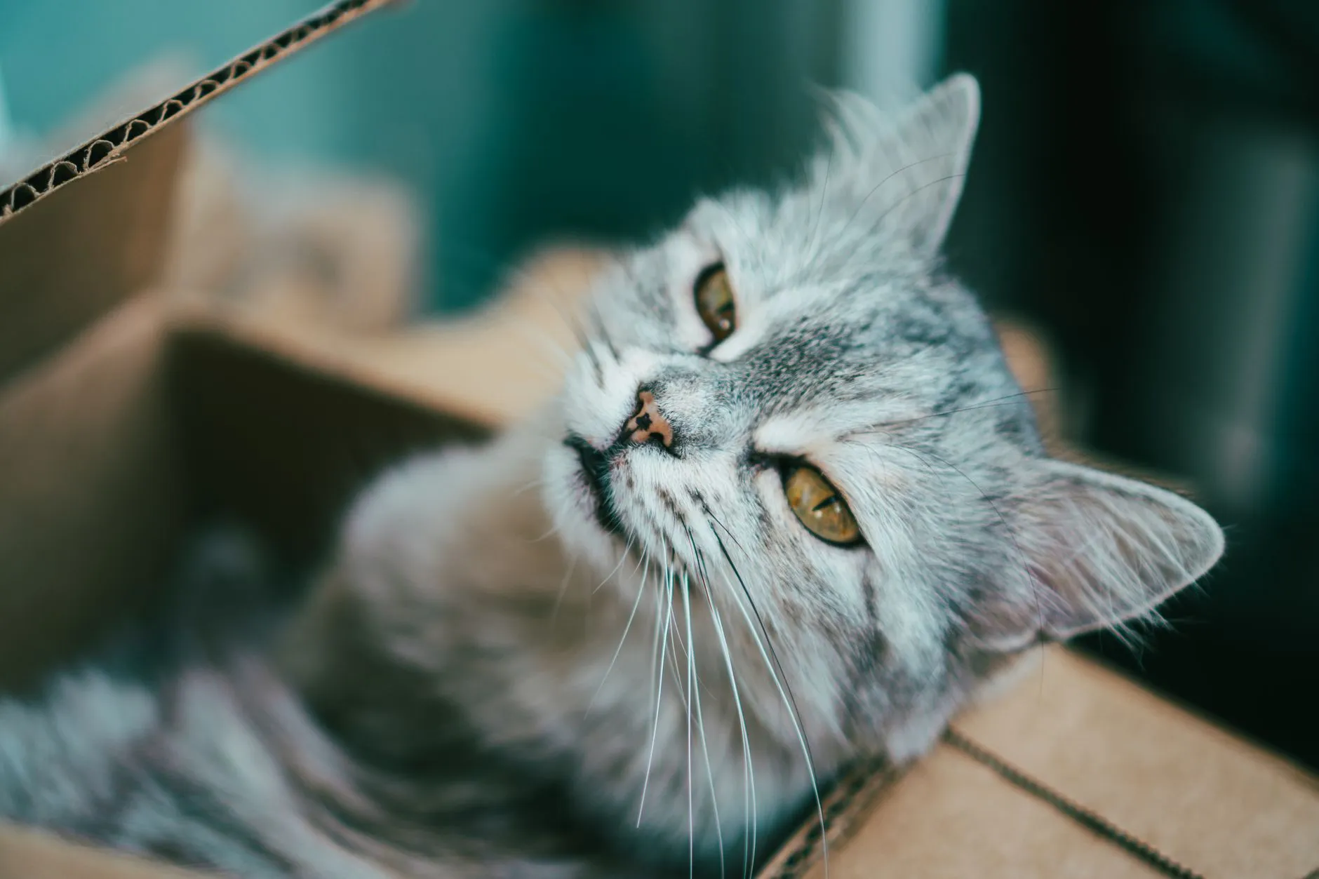Gray cat with yellow eyes sitting comfortably in a cardboard box, gazing away.