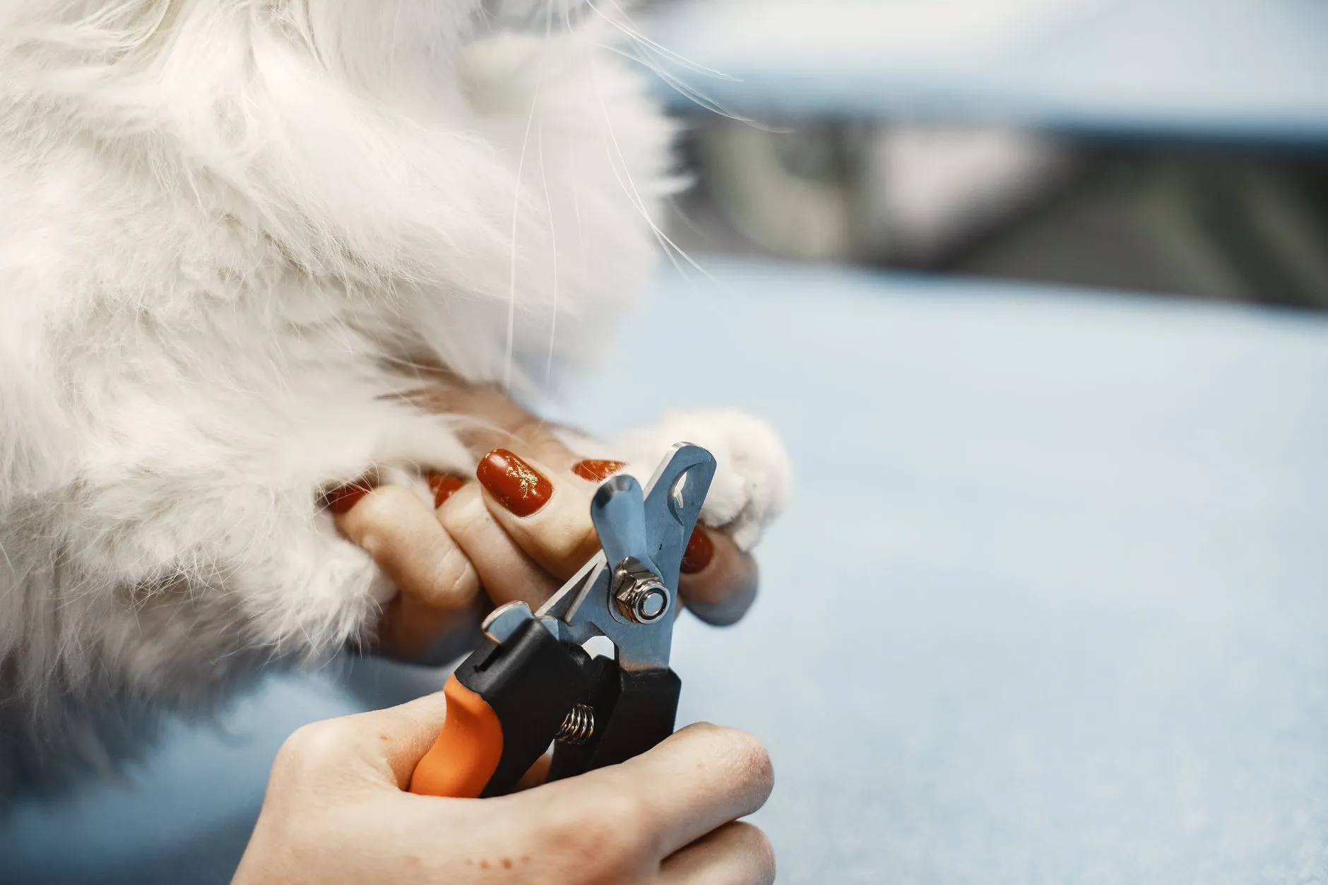 Close-up of a person trimming a cat's nails using a pet grooming tool.