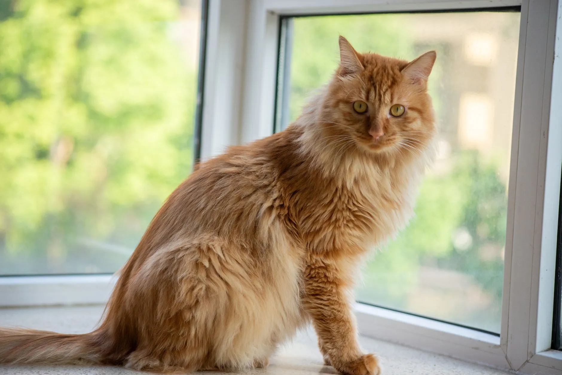 Ginger Maine Coon cat sitting by a window with lush green trees outside.