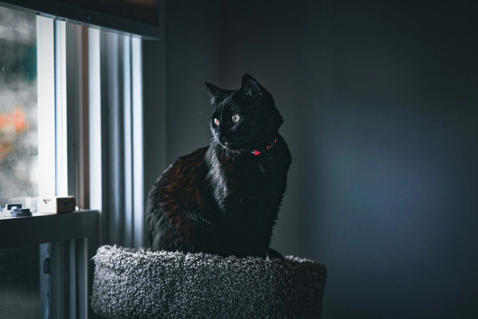 A black cat with a red collar sits on a perch by a window, gazing outside.