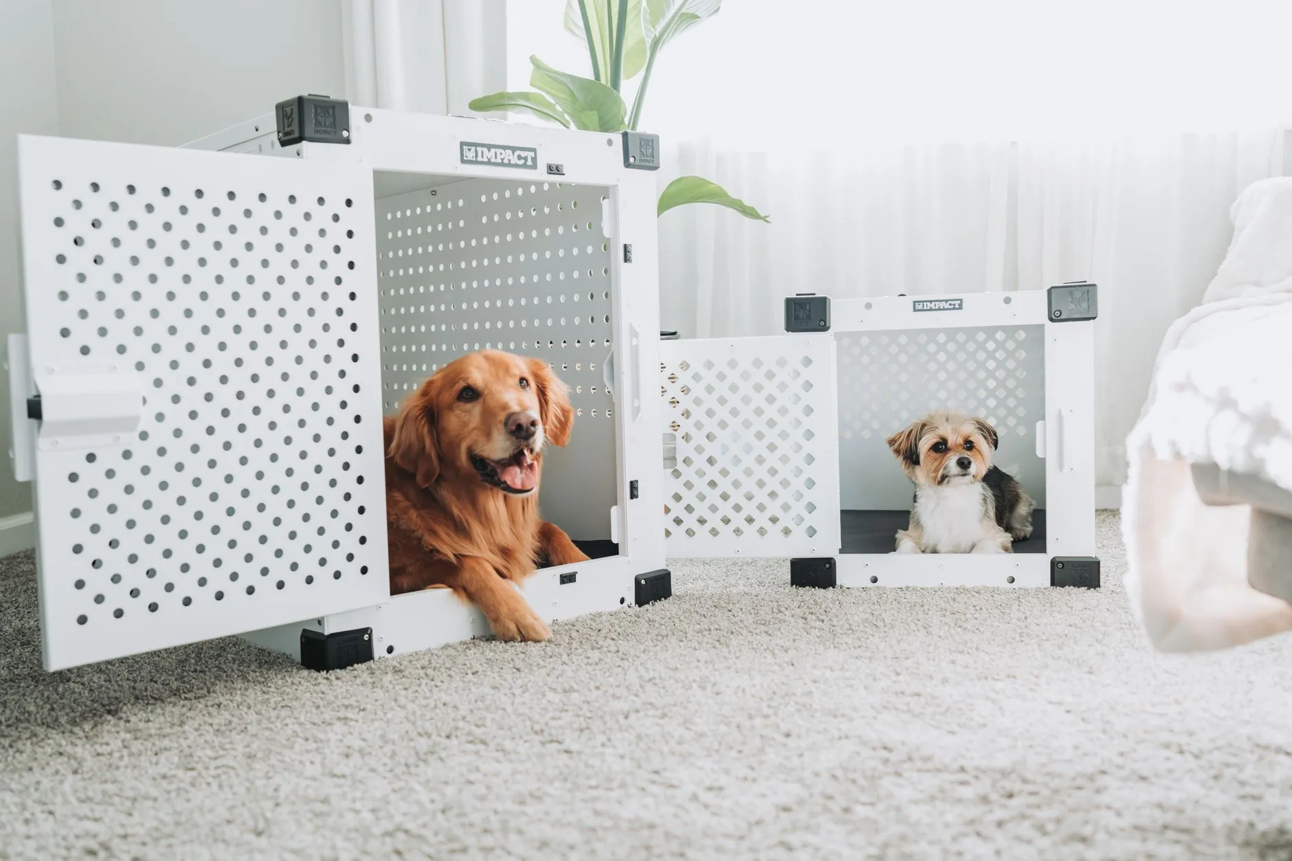 Golden Retriever and small dog resting in white dog crates in a cozy living room.