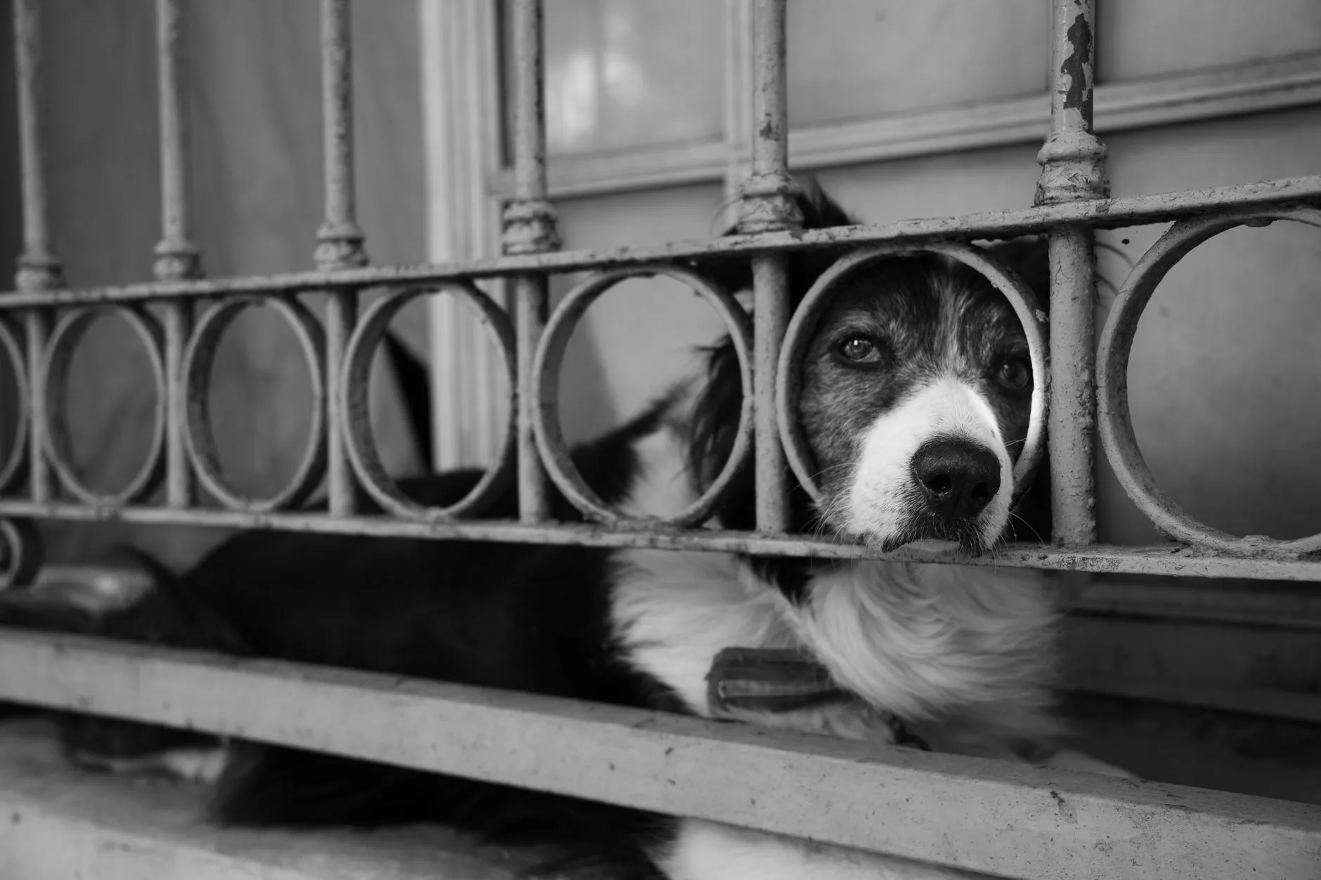Black and white photo of a dog looking through metal fence with a melancholic expression.