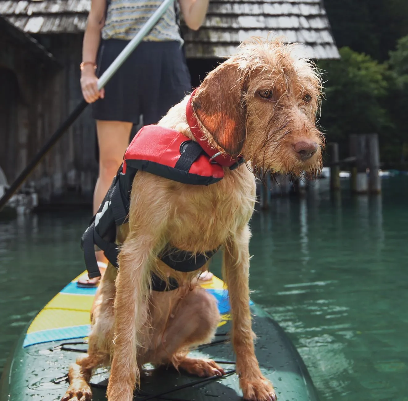 A dog wearing a life vest sits on a paddle board with an adult rider.