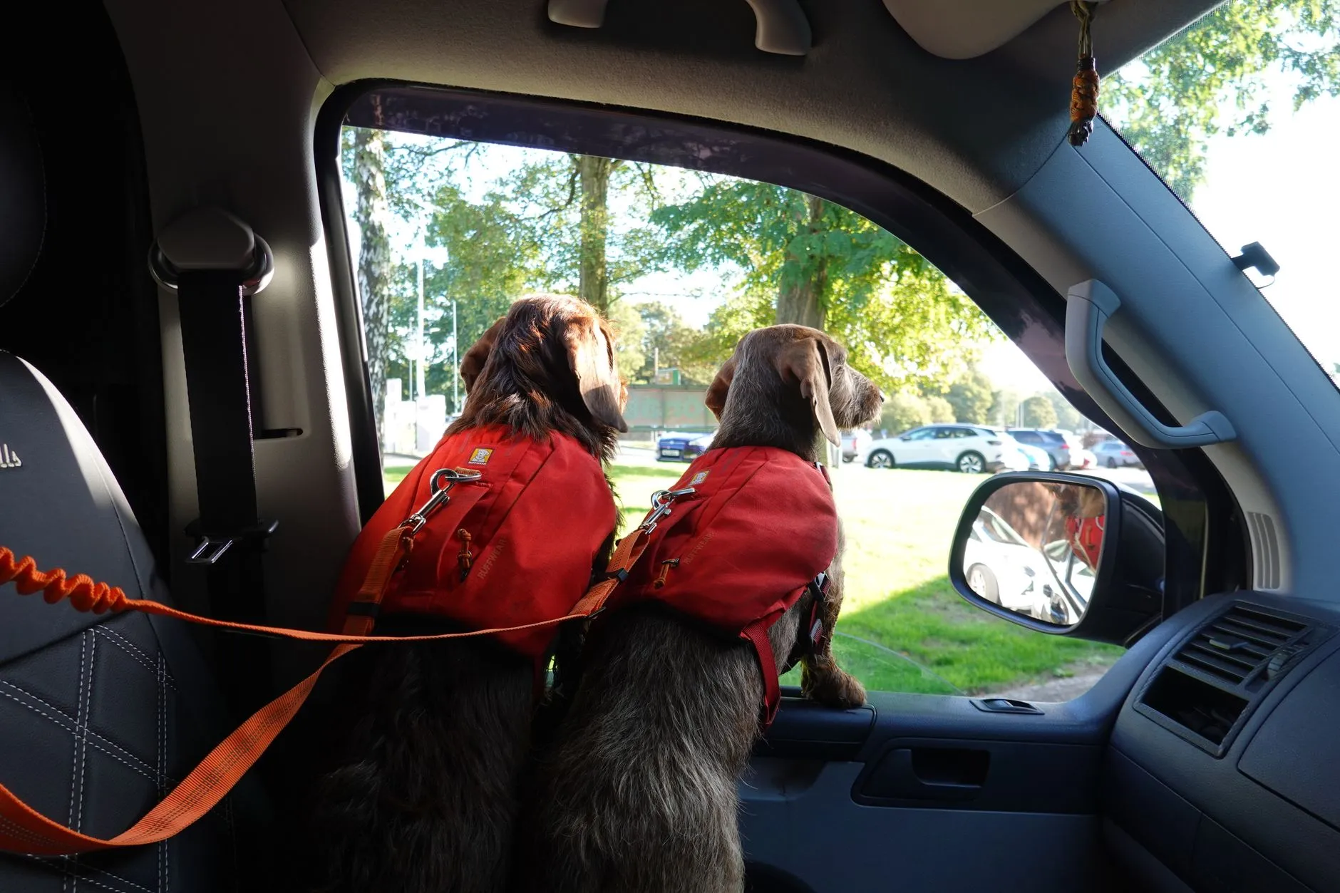 Two dachshunds wearing red harnesses looking out a van window, enjoying a sunny outdoor view.