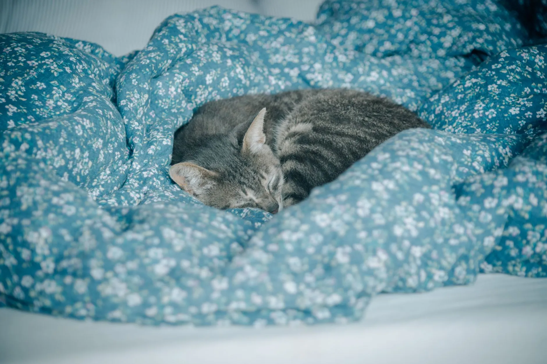 A peaceful gray tabby cat sleeps soundly on blue floral-patterned bedding.