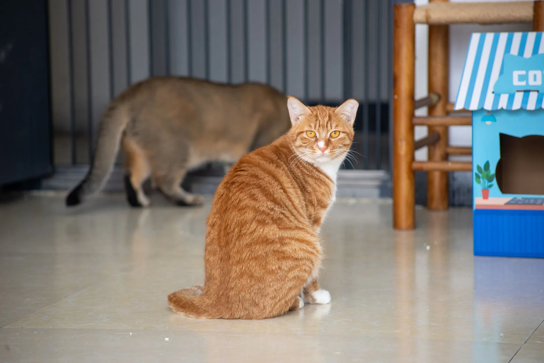 Two cats interacting on a polished floor with a colorful cardboard box house, one looking directly at the camera.