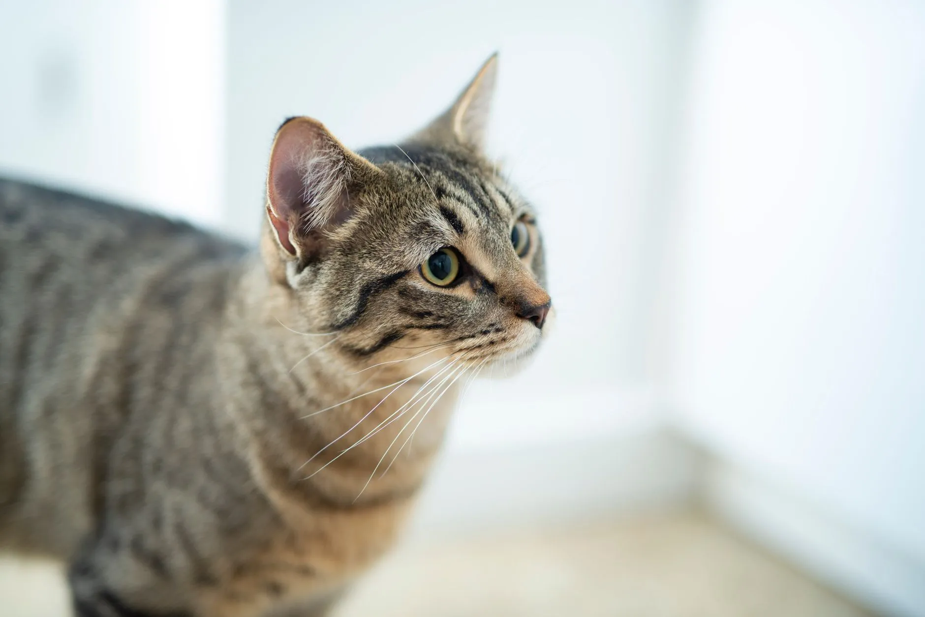Close-up of a curious tabby cat indoors on a bright day.