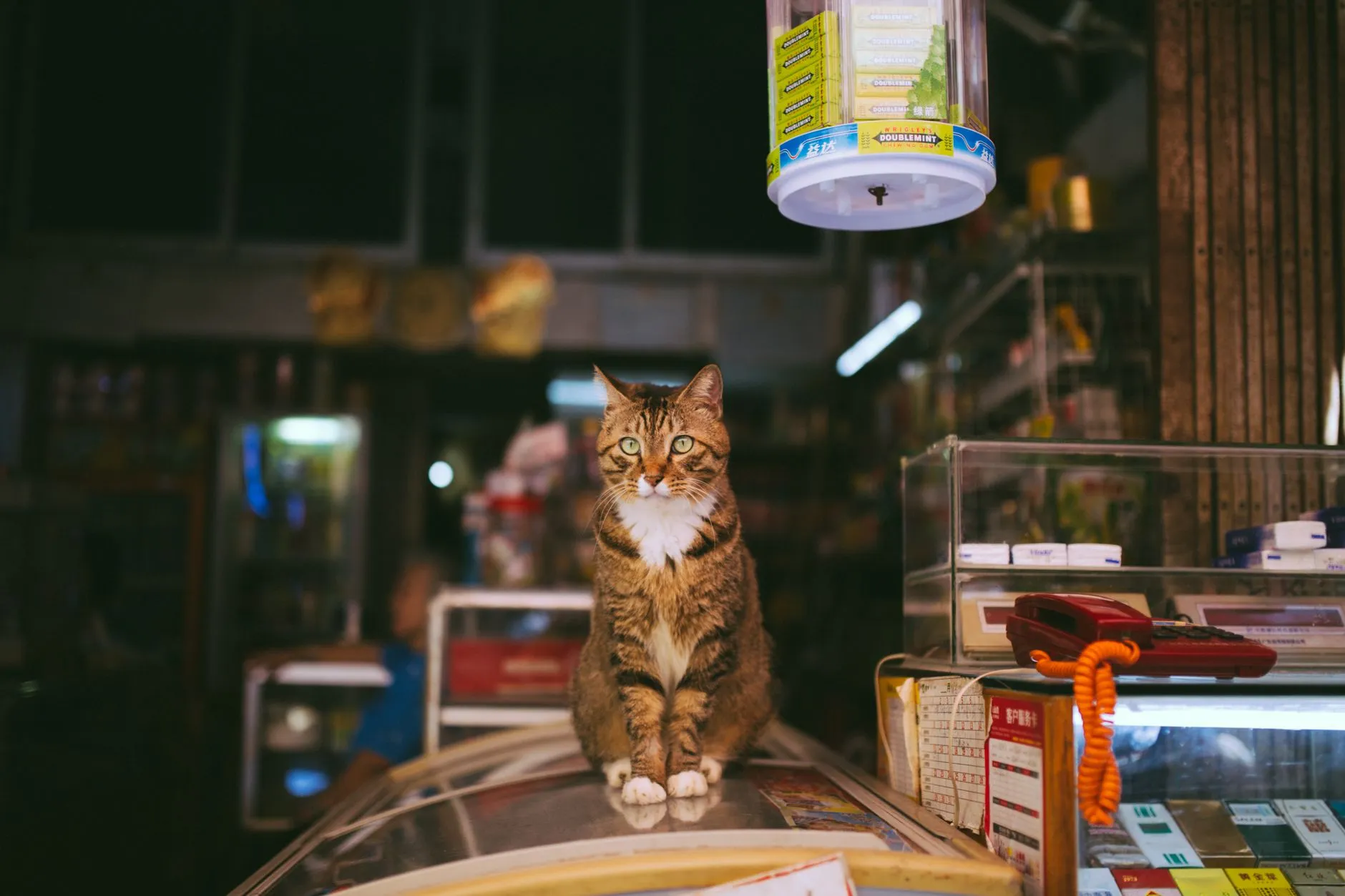 A tabby cat sitting charmingly atop a counter in a cozy store setting, surrounded by merchandise.