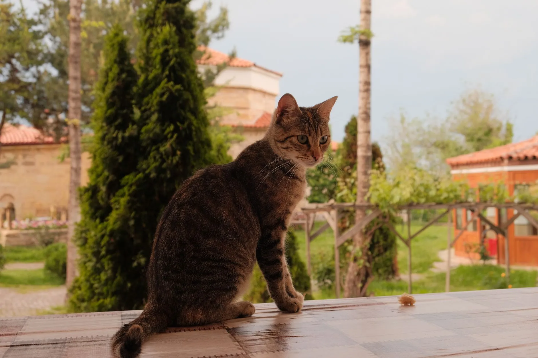 A brown tabby cat sitting on a table outdoors, with lush greenery and classic architecture in the background.