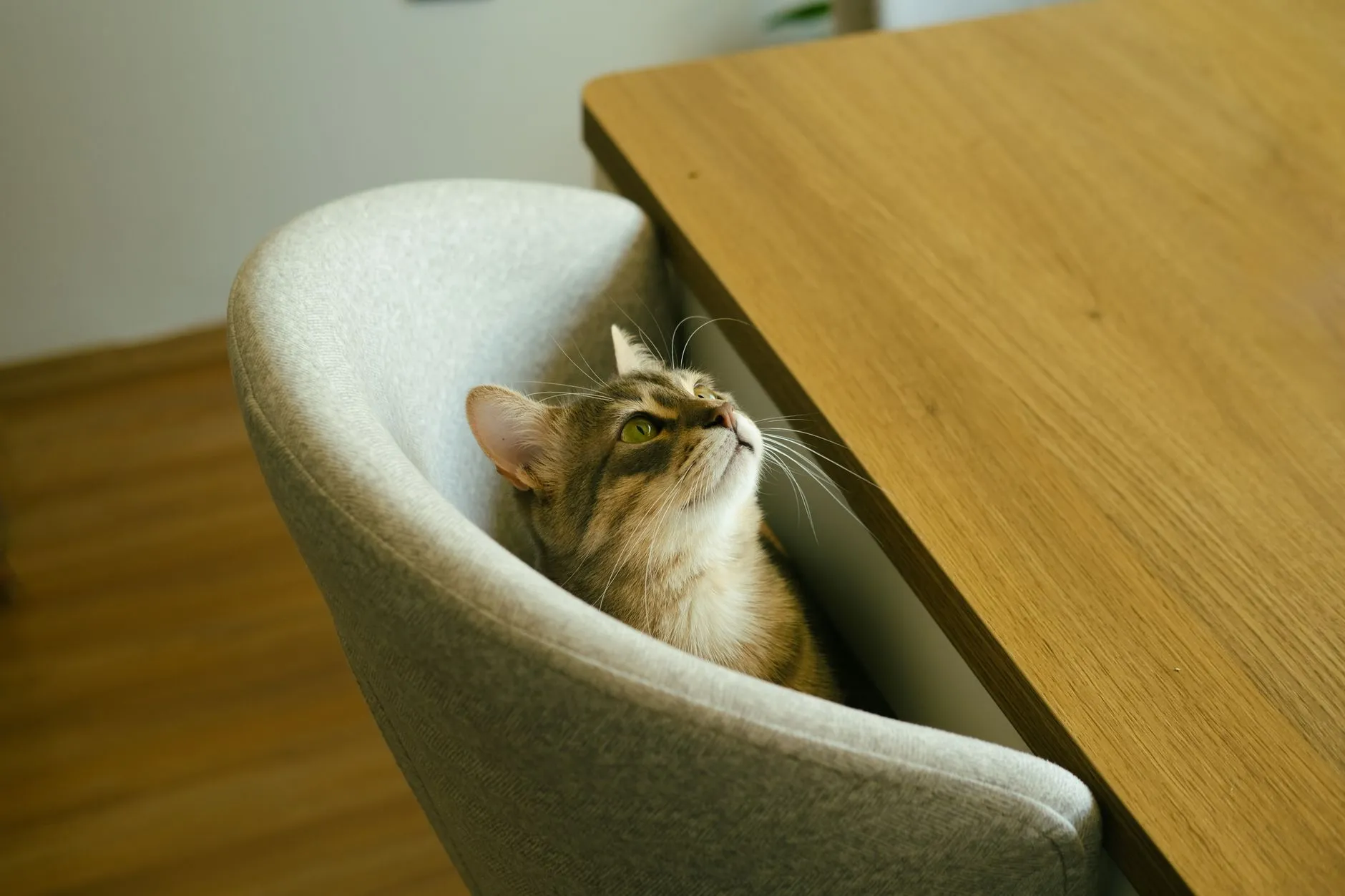 A tabby cat sits in a chair, gazing upwards with curiosity indoors.