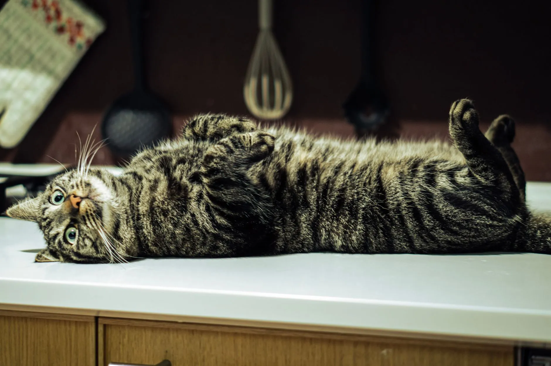 A cute tabby cat lies on a kitchen counter, showcasing its playful and relaxed demeanor.