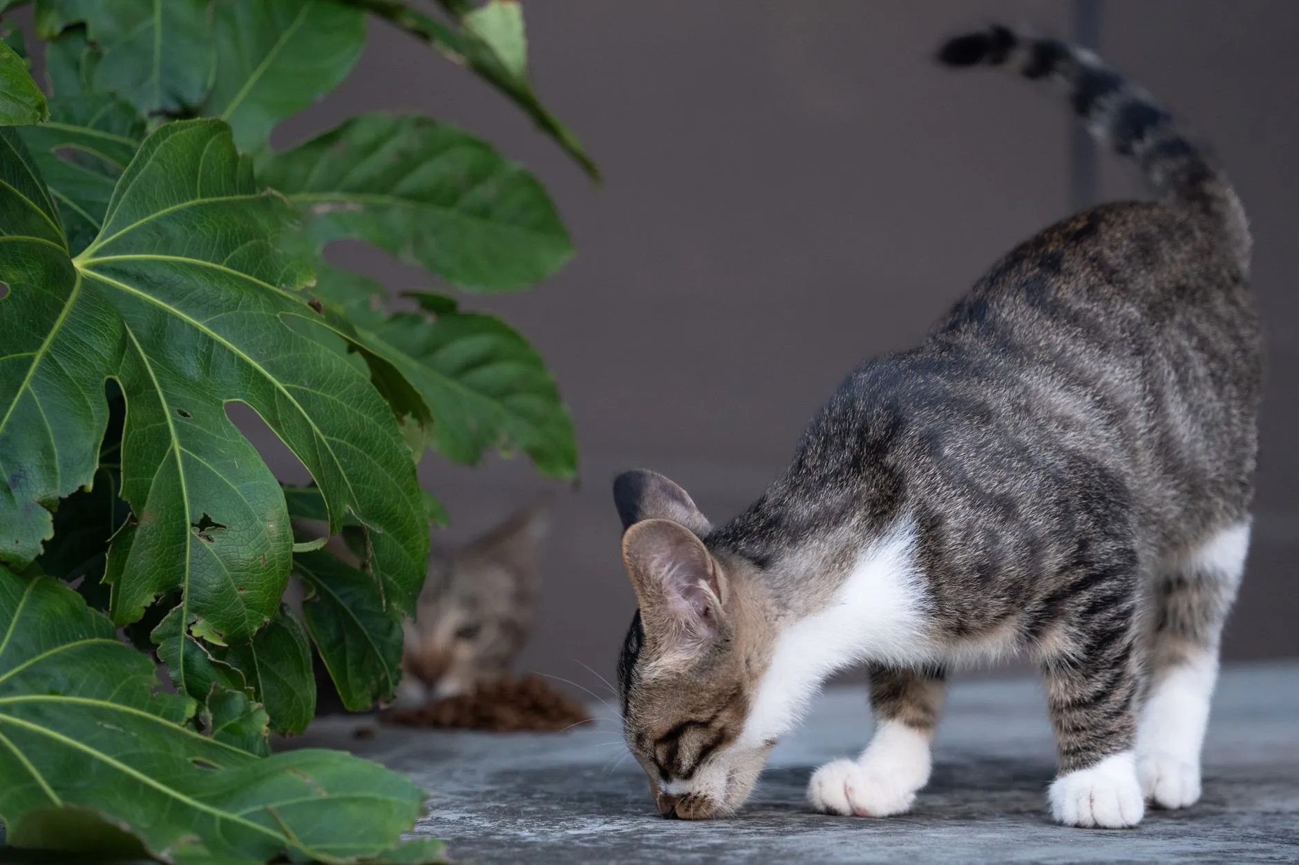 A tabby cat explores on a patio with lush green fig leaves nearby, capturing curiosity and nature.