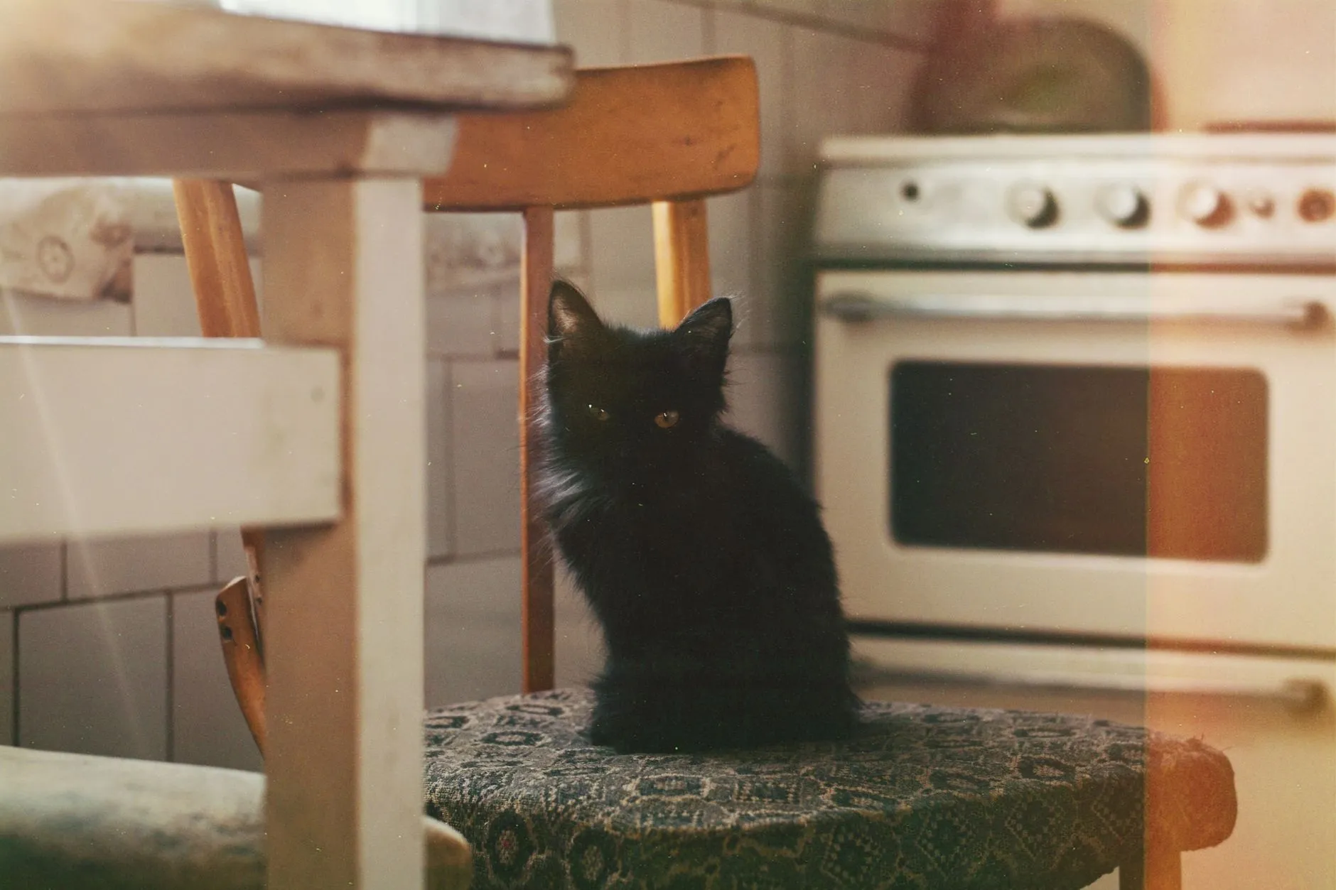 A cute black kitten sits on a chair in a cozy vintage kitchen setting.