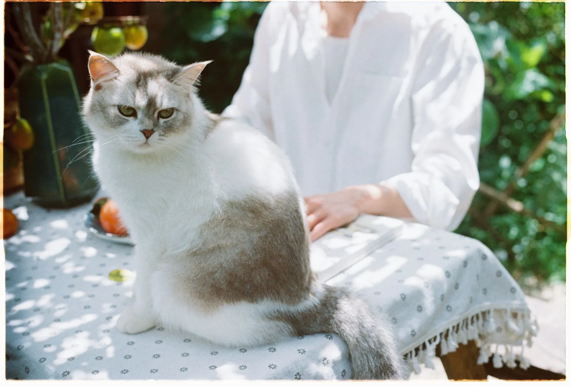 Elegant cat and person enjoying a sunny brunch outdoors, surrounded by nature.