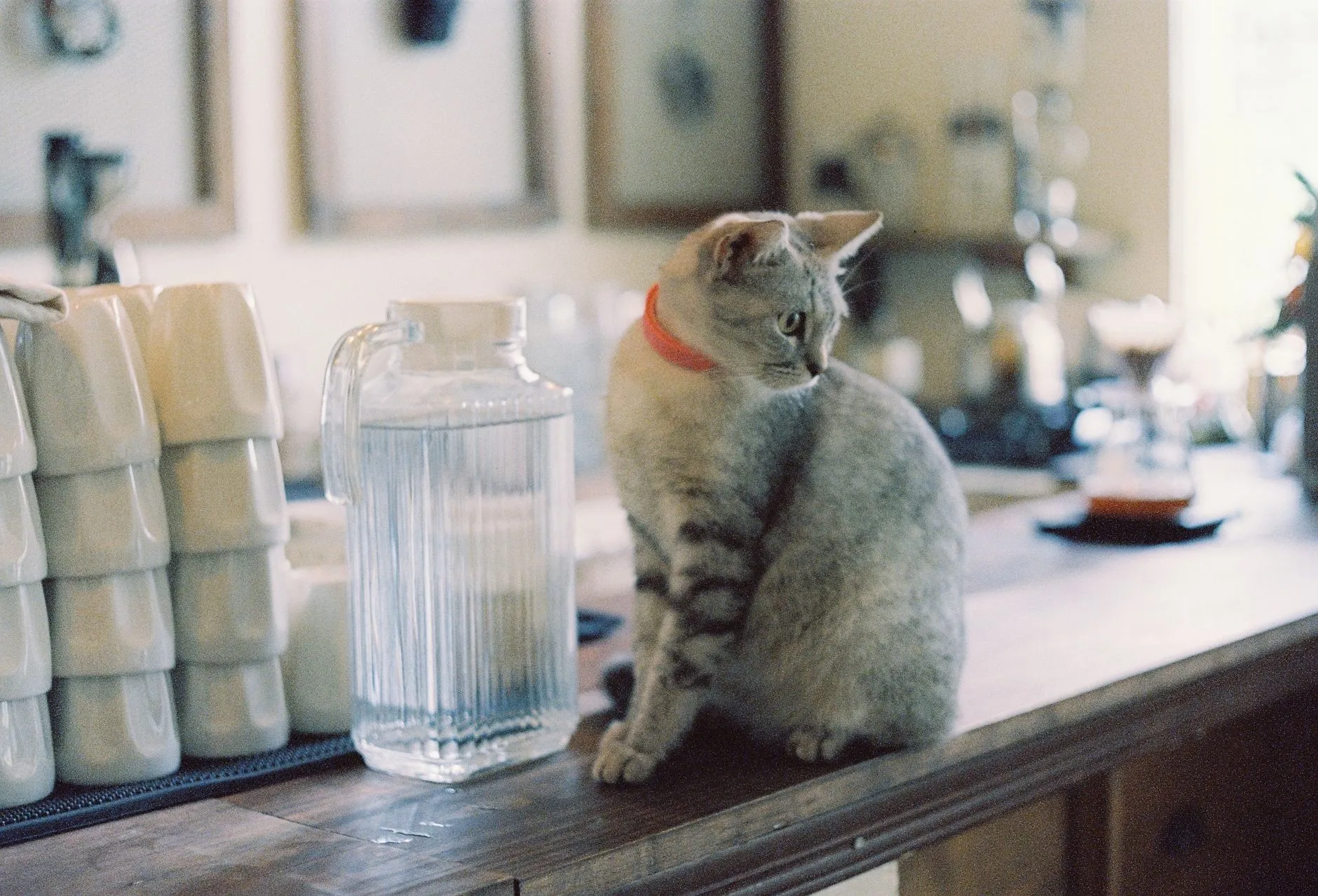 A gray cat with a red collar sits on a kitchen counter beside a water pitcher.