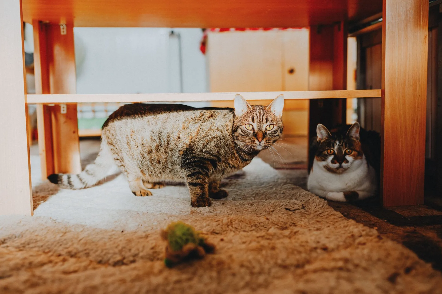 Two cats resting under a wooden table in a warm indoor environment.