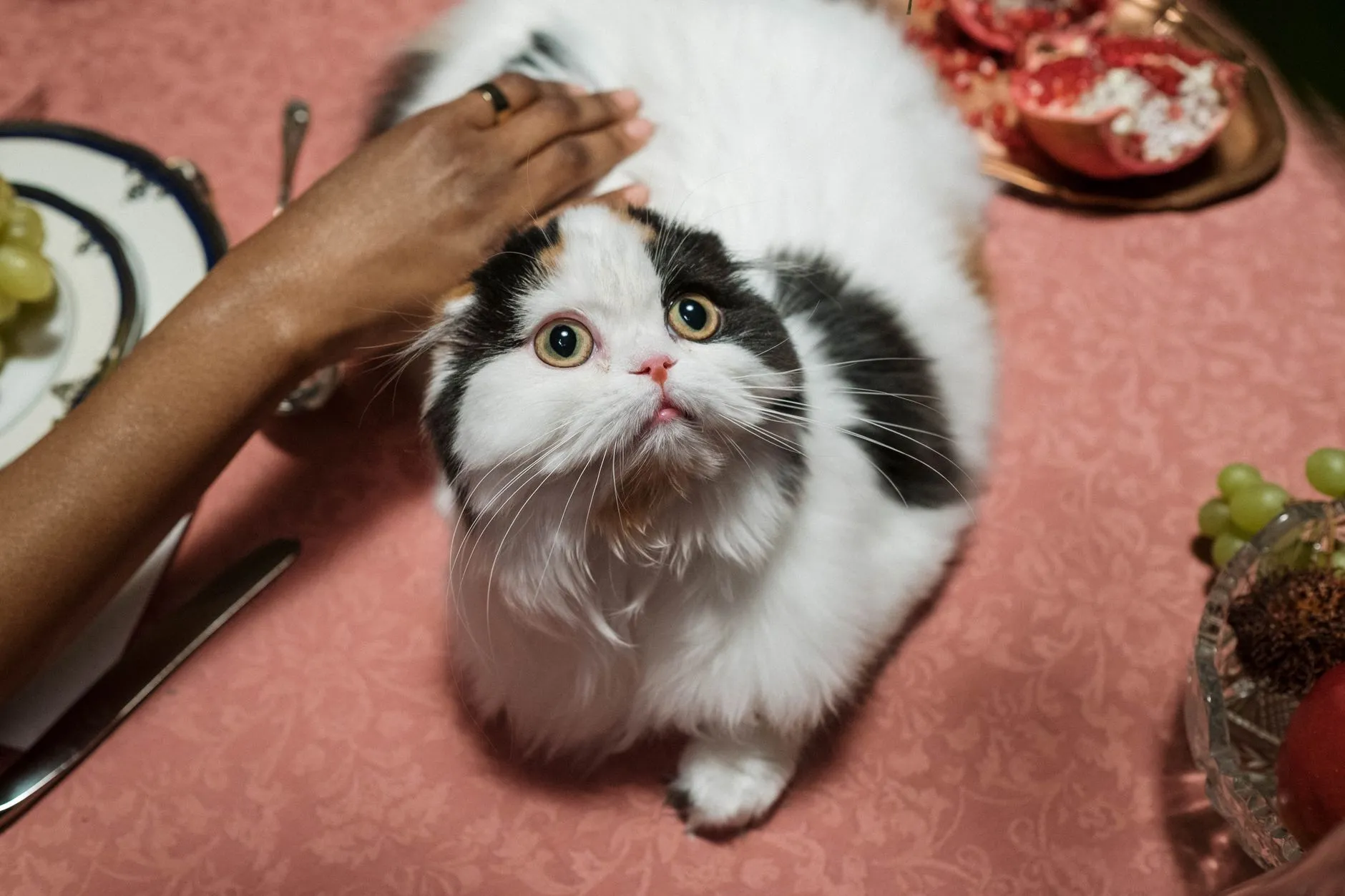 A fluffy Persian cat gazes curiously while being petted at a dining table.