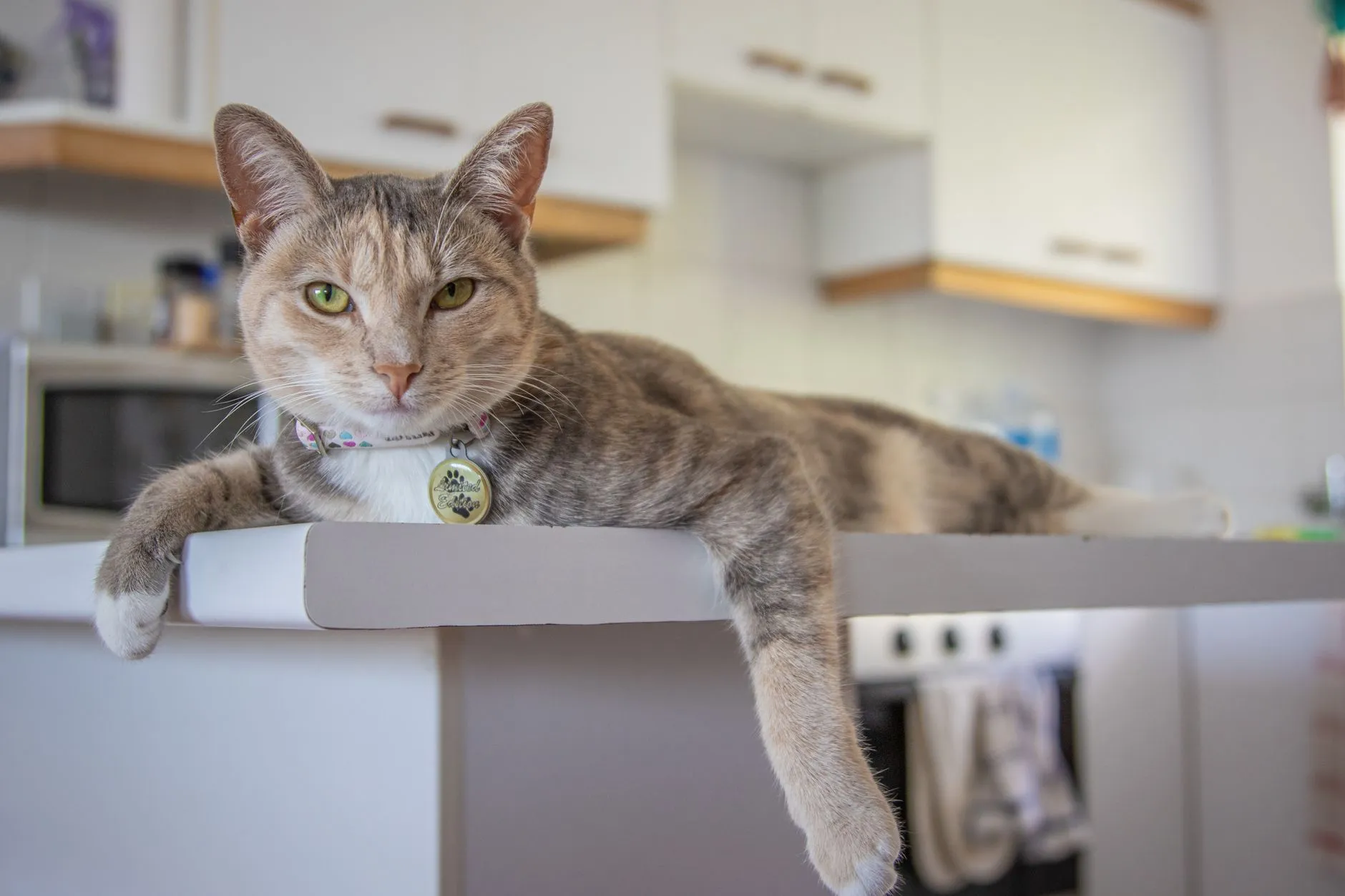 Close-up of a domestic tabby cat lounging in a modern kitchen setting.