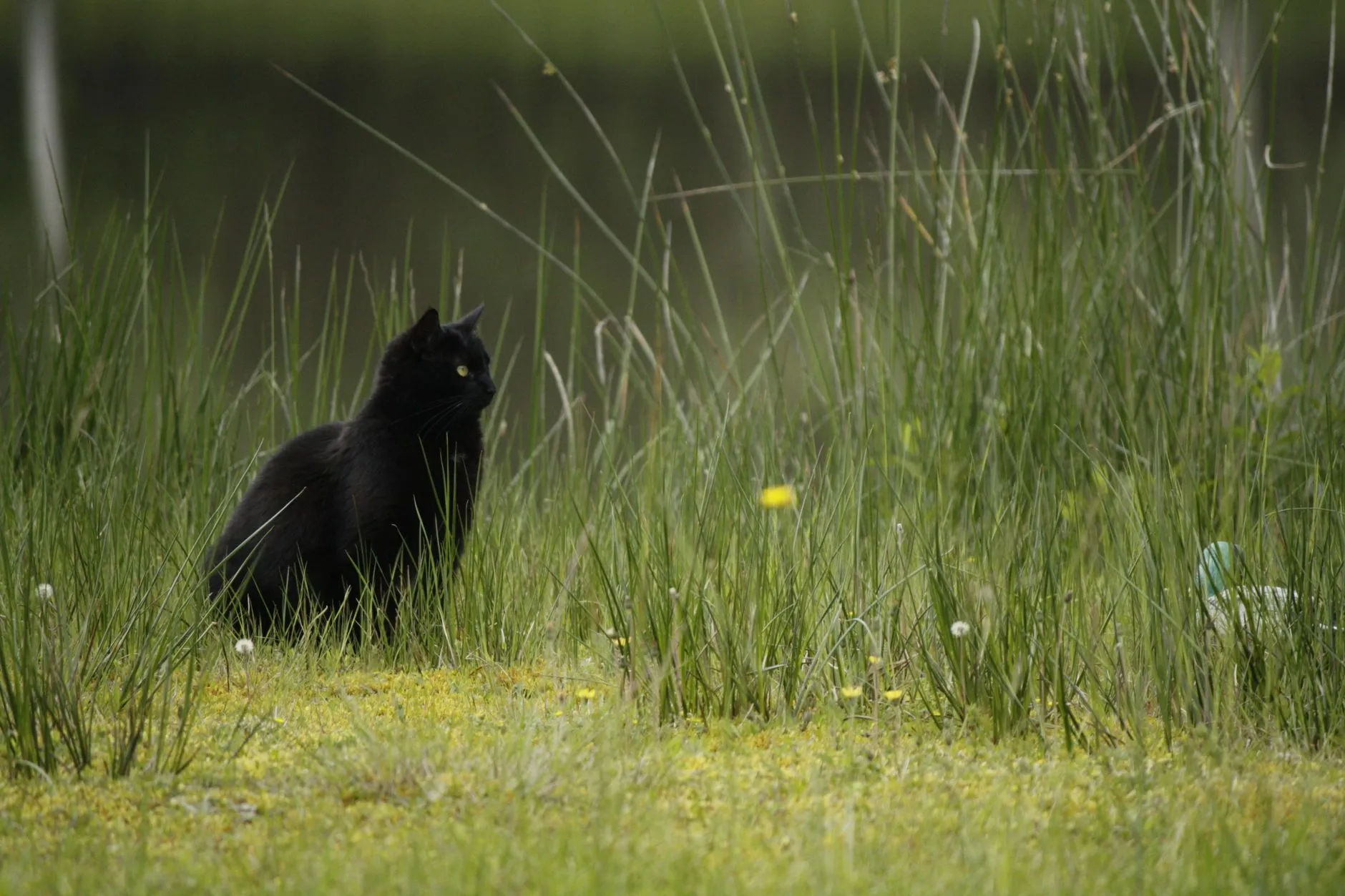 A solitary black cat sits amidst tall grass in a serene outdoor setting.