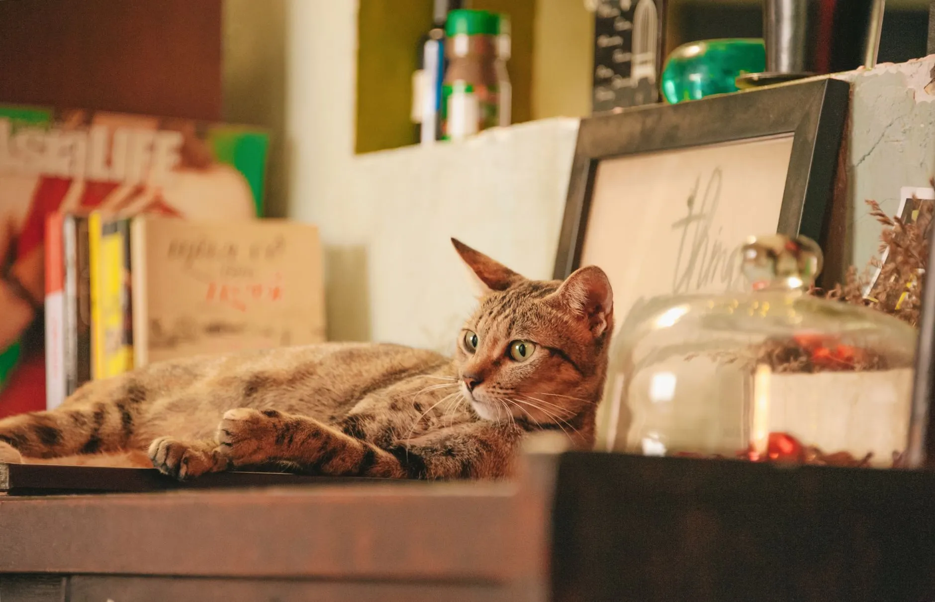 A tabby cat lounging on a cluttered bookshelf, surrounded by books and decor.