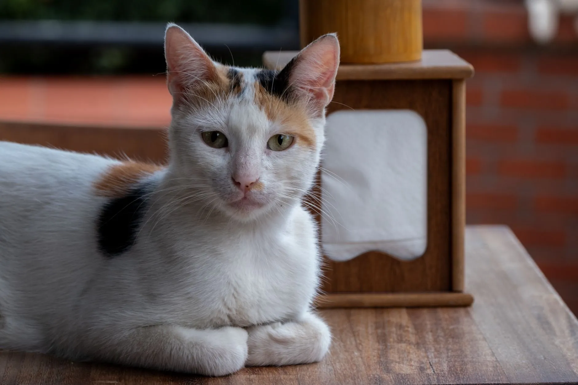 Close-up of a cute calico cat resting on a wooden table indoors.