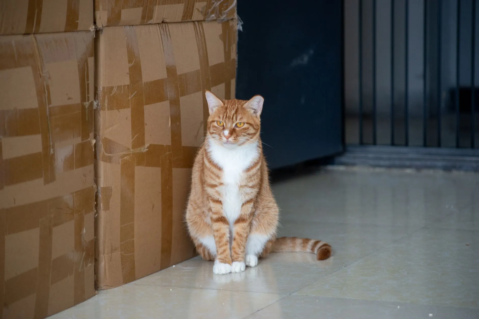 Adorable ginger tabby cat sitting indoors next to stacked cardboard boxes.