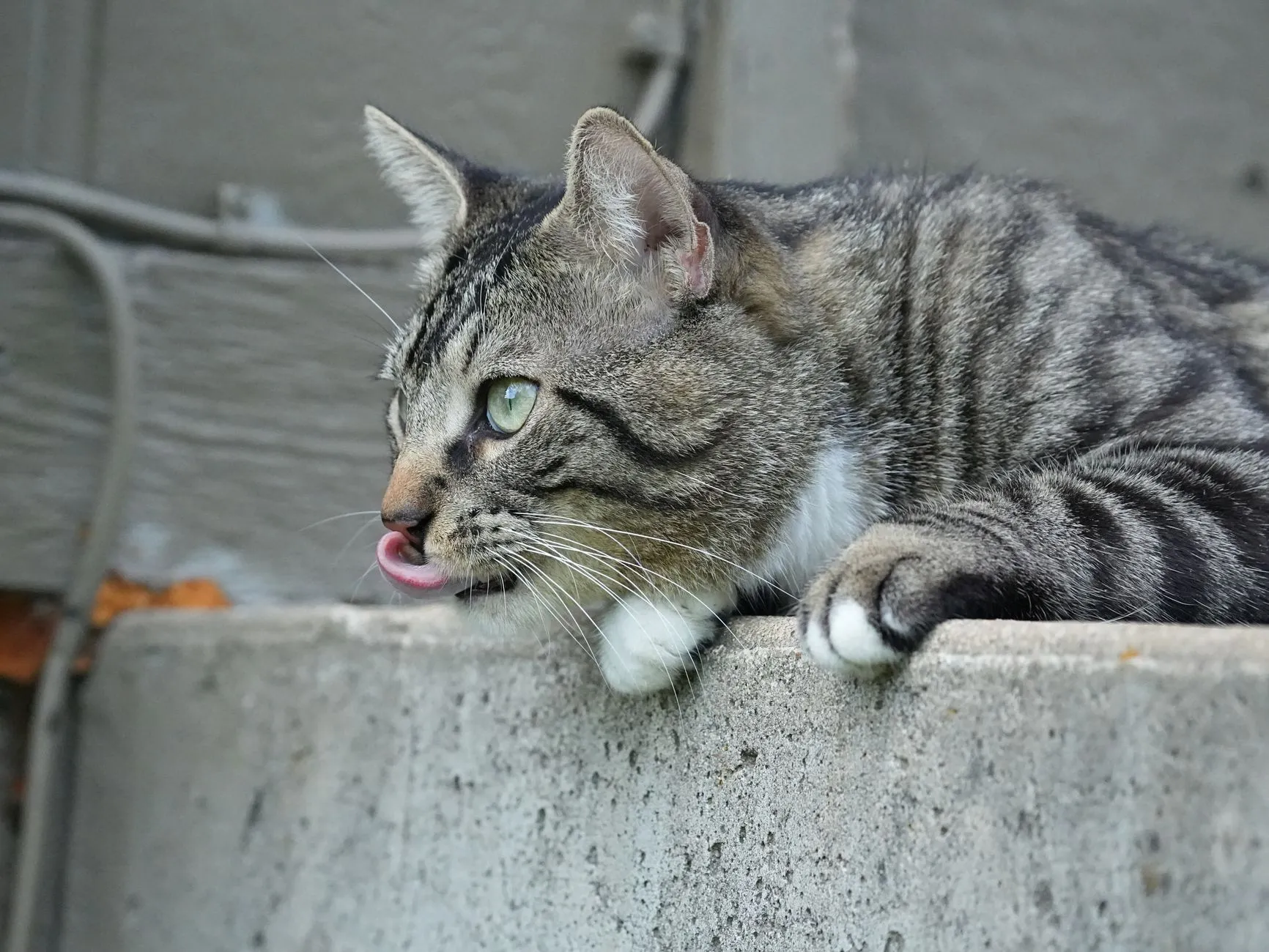Adorable tabby cat licking its lips while leaning on a concrete ledge outdoors.