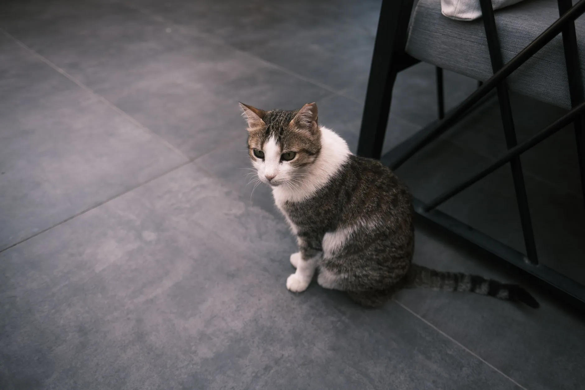 Tabby cat with white fur sitting indoors on a tiled floor, near dark furniture.
