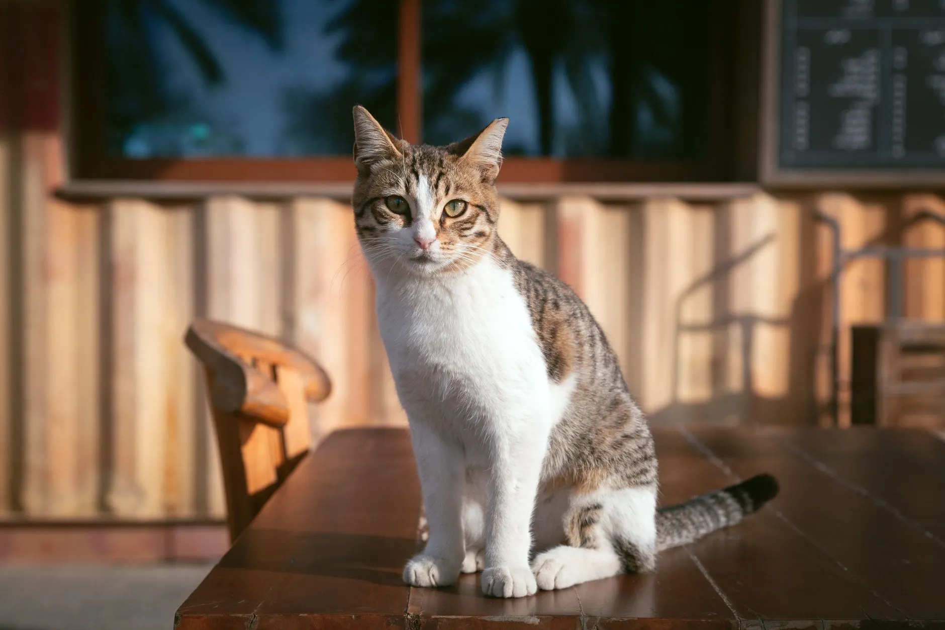 A cute tabby cat sitting on a wooden table outside a rustic cafe.