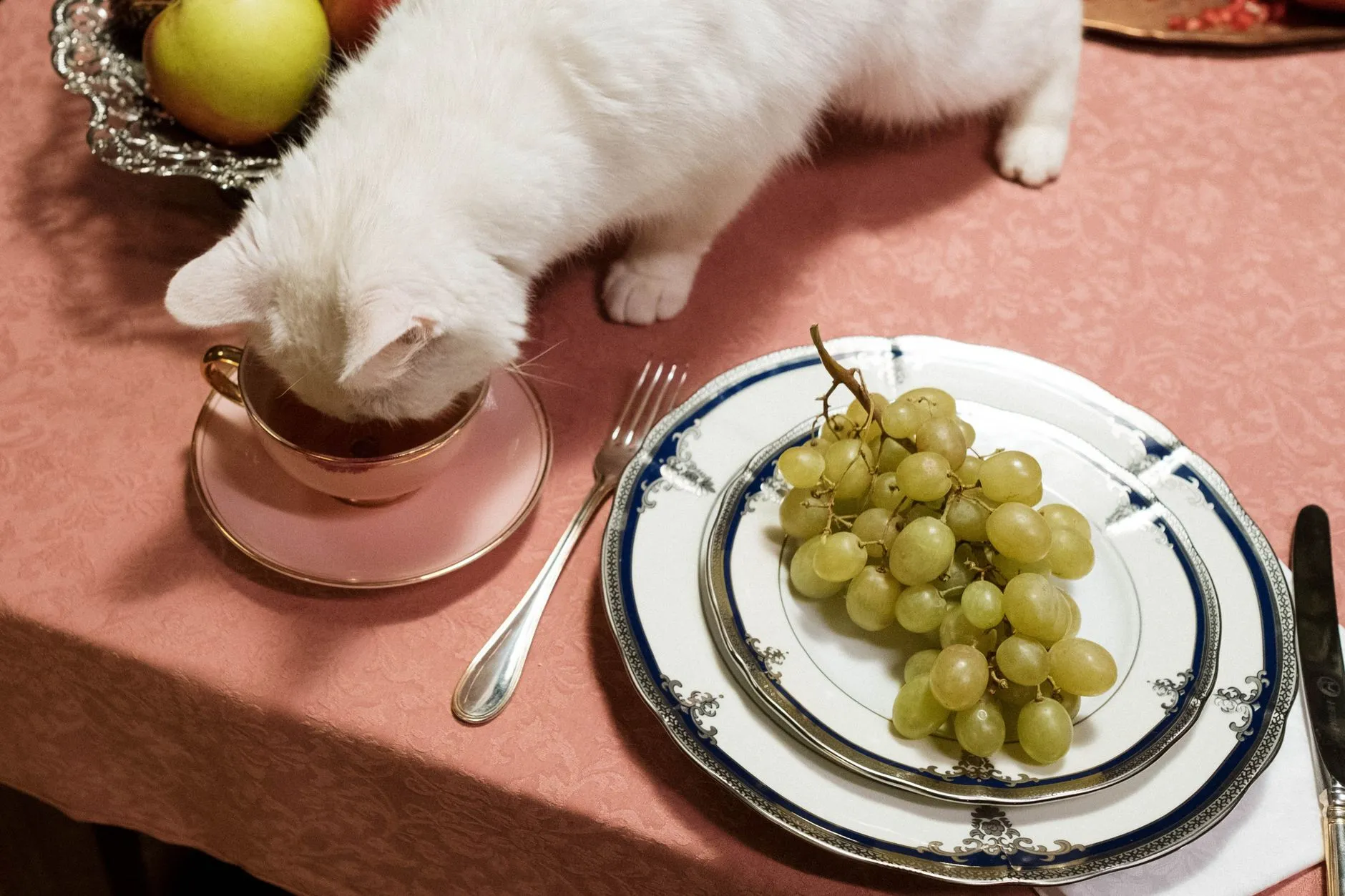 A cute white cat exploring a tea cup on a dinner table with grapes on a plate.