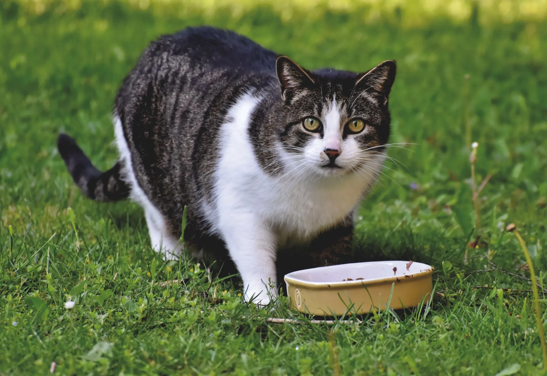 A close-up of a domestic cat eating in a grassy outdoor area, looking at the camera.