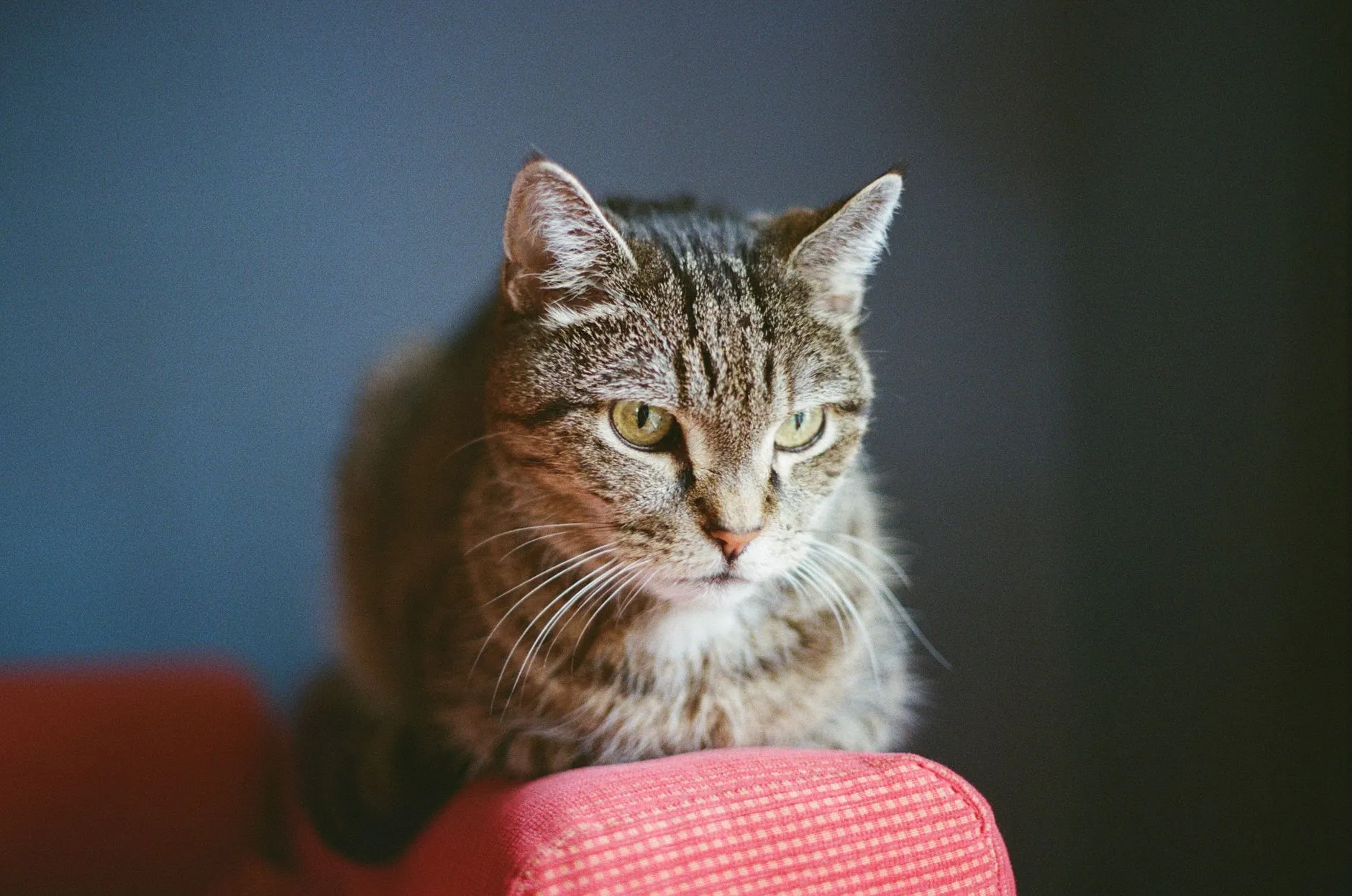 A serene tabby cat sitting on a red couch with a soft focus background.