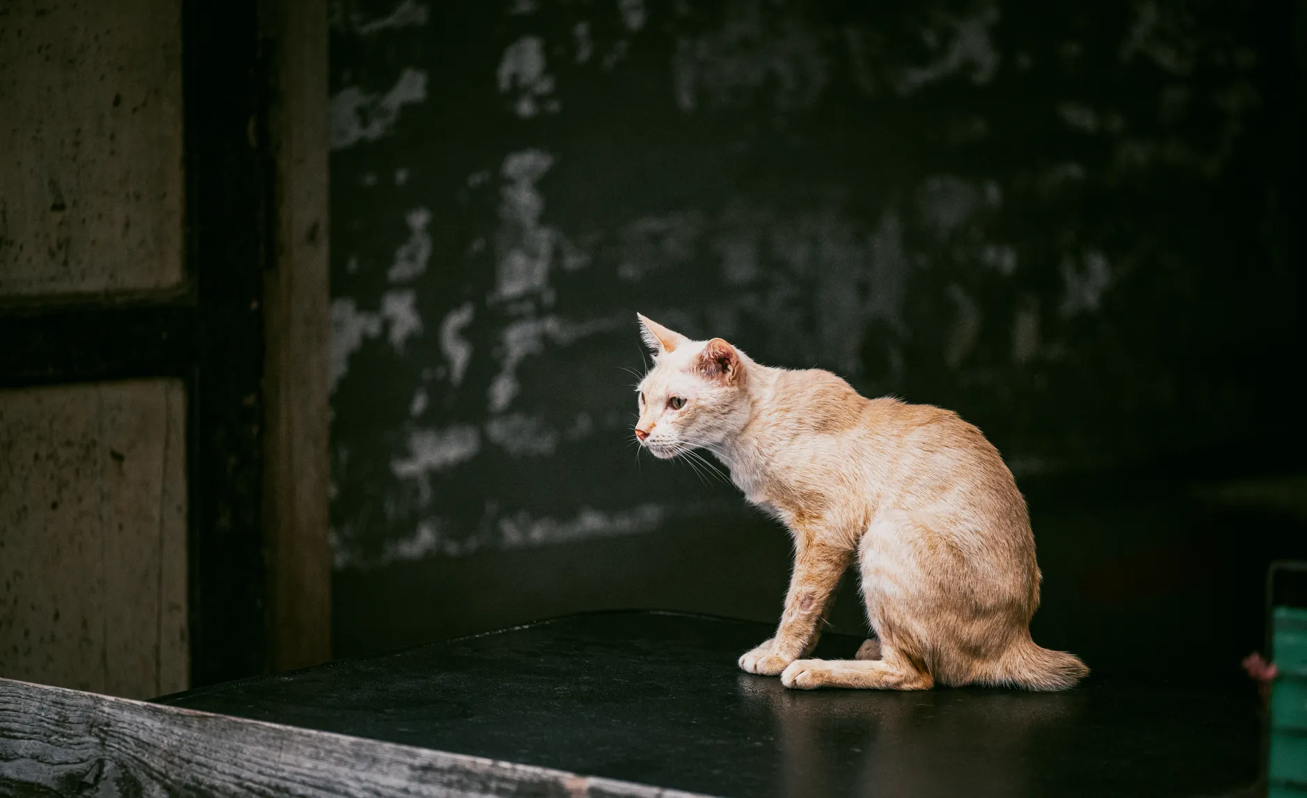 A stray cat sitting on a dark table against a textured wall in Bangkok, Thailand.