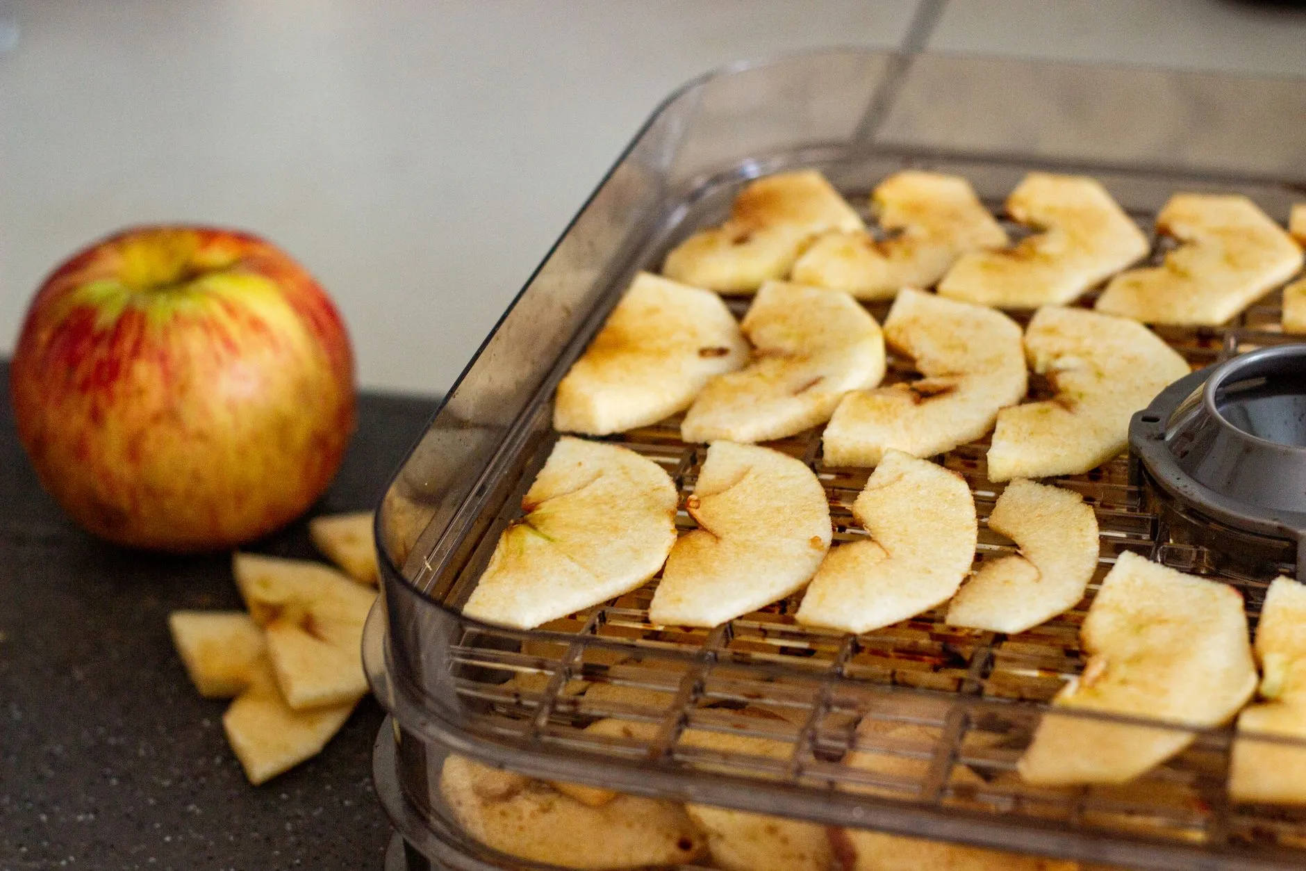 Fresh apple slices drying in a food dehydrator for homemade snacks.