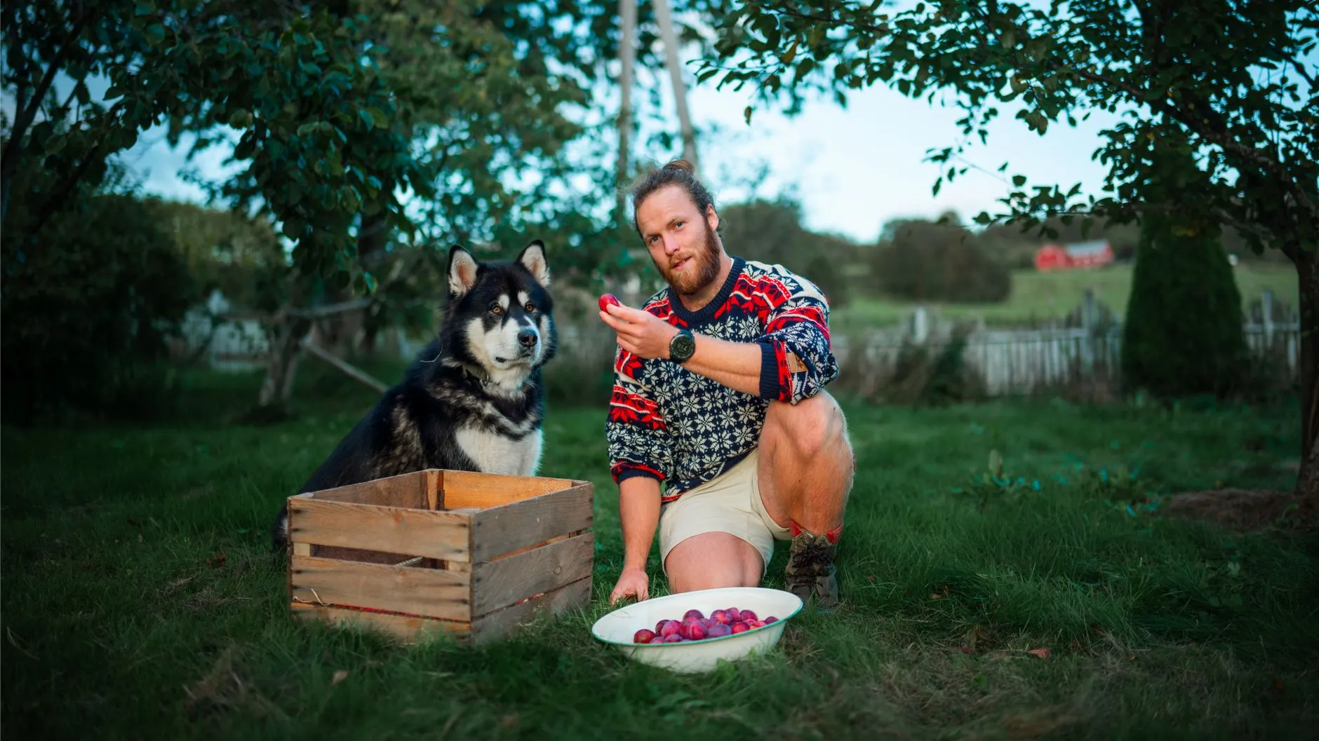 A man with a dog harvesting apples in Trøndelag, Norway, showcasing rural life.