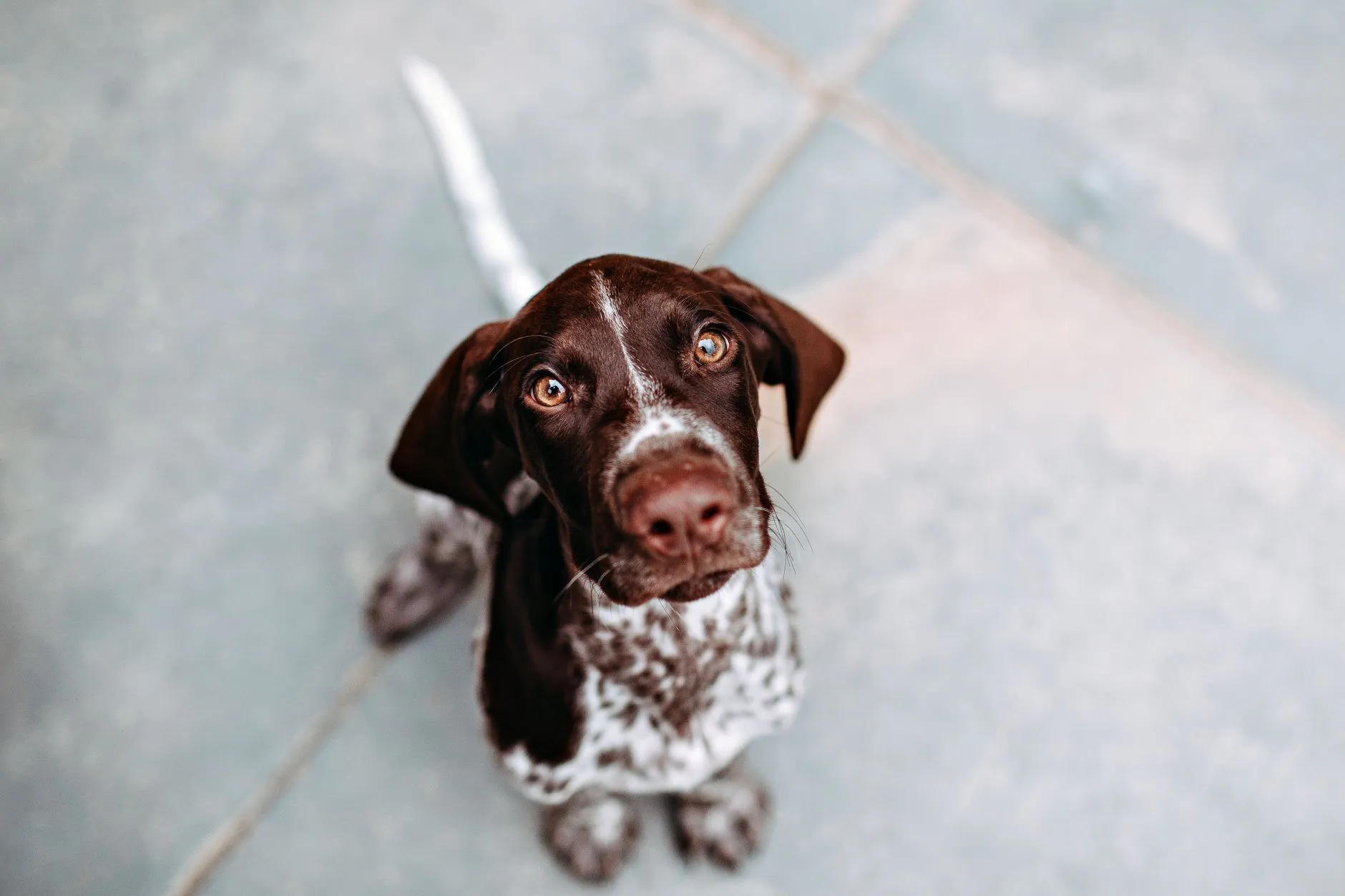 Cute German Shorthaired Pointer puppy looking up with curious eyes.
