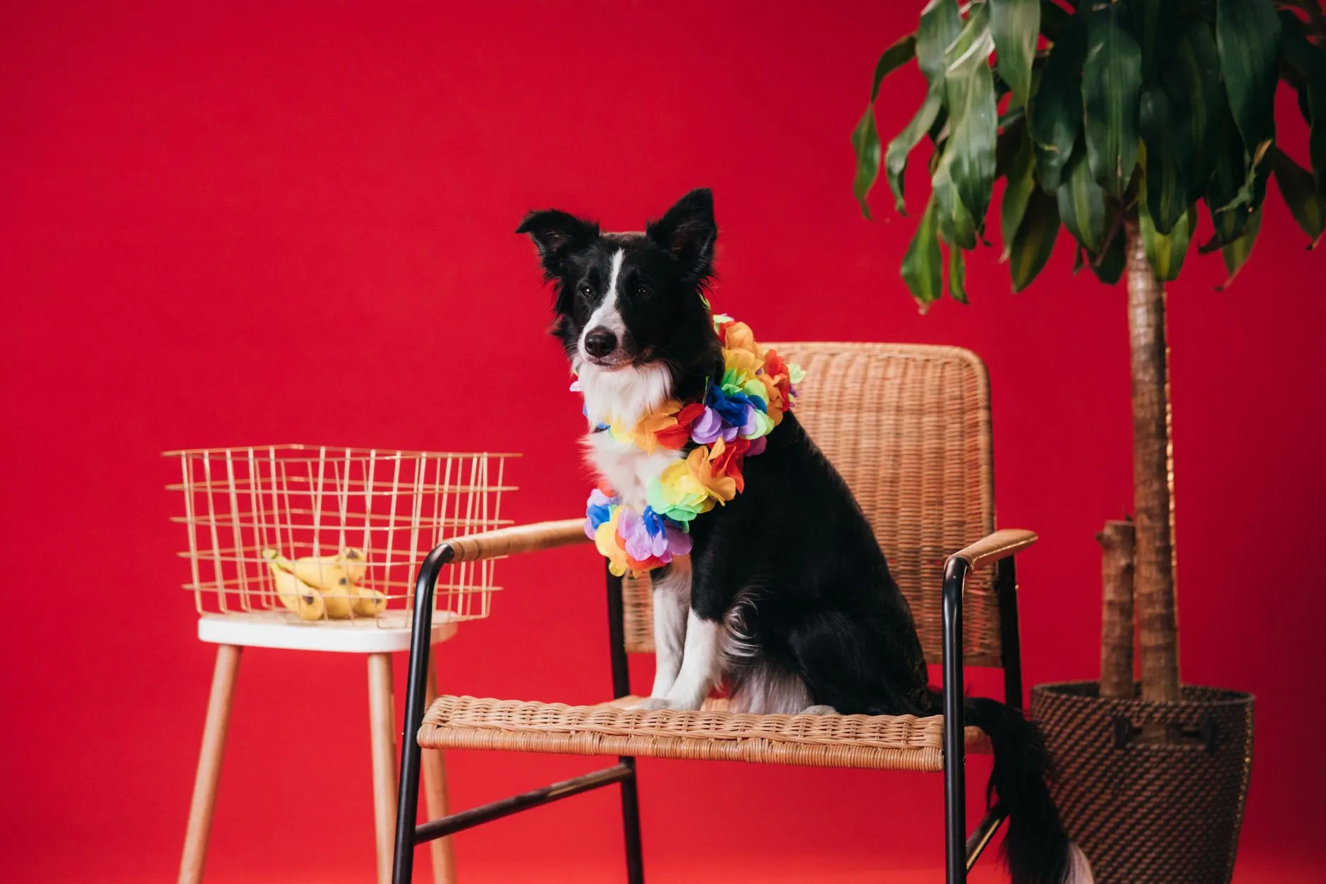 Charming border collie in a colorful garland seated in a studio set with vivid red background.