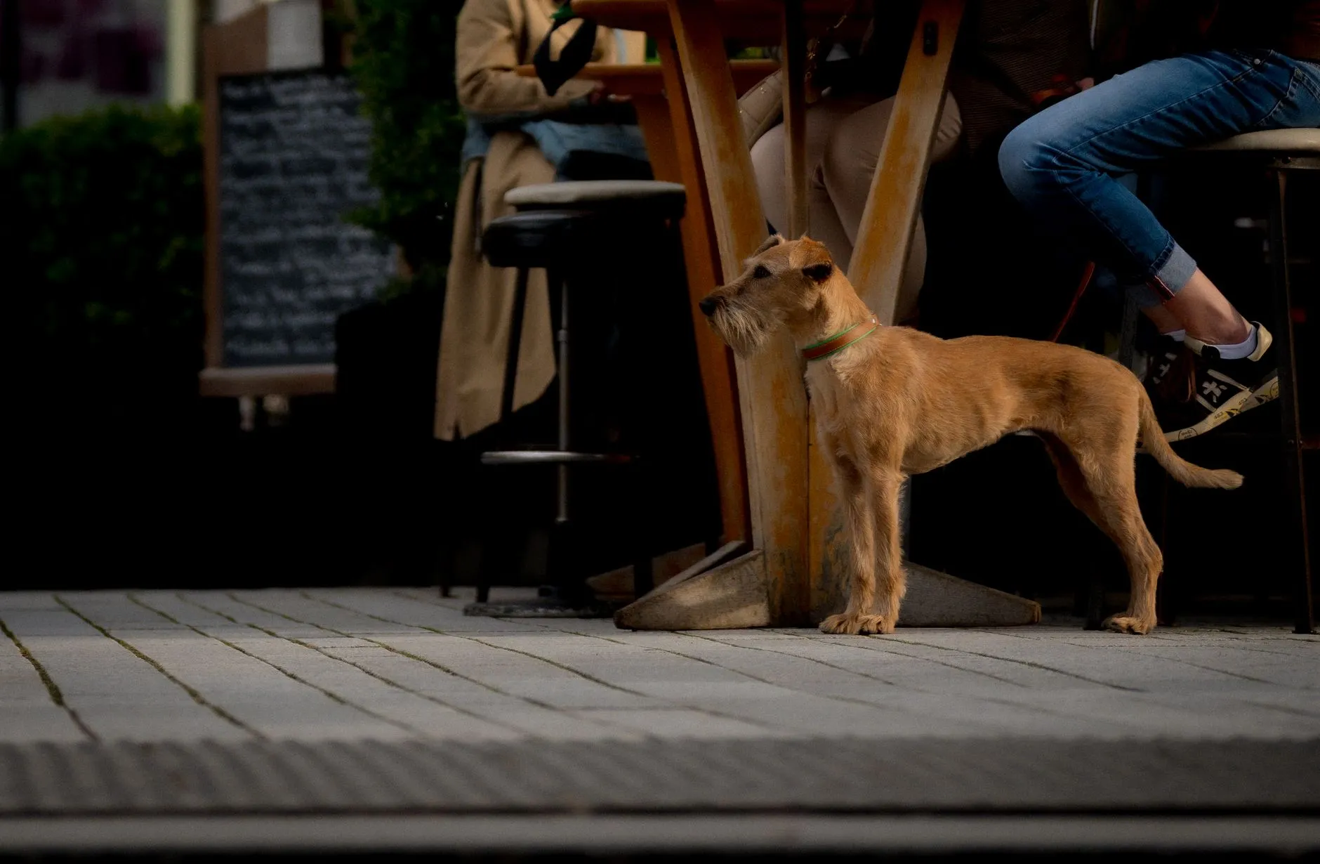 A brown dog stands attentively by an outdoor cafe with patrons seated nearby.