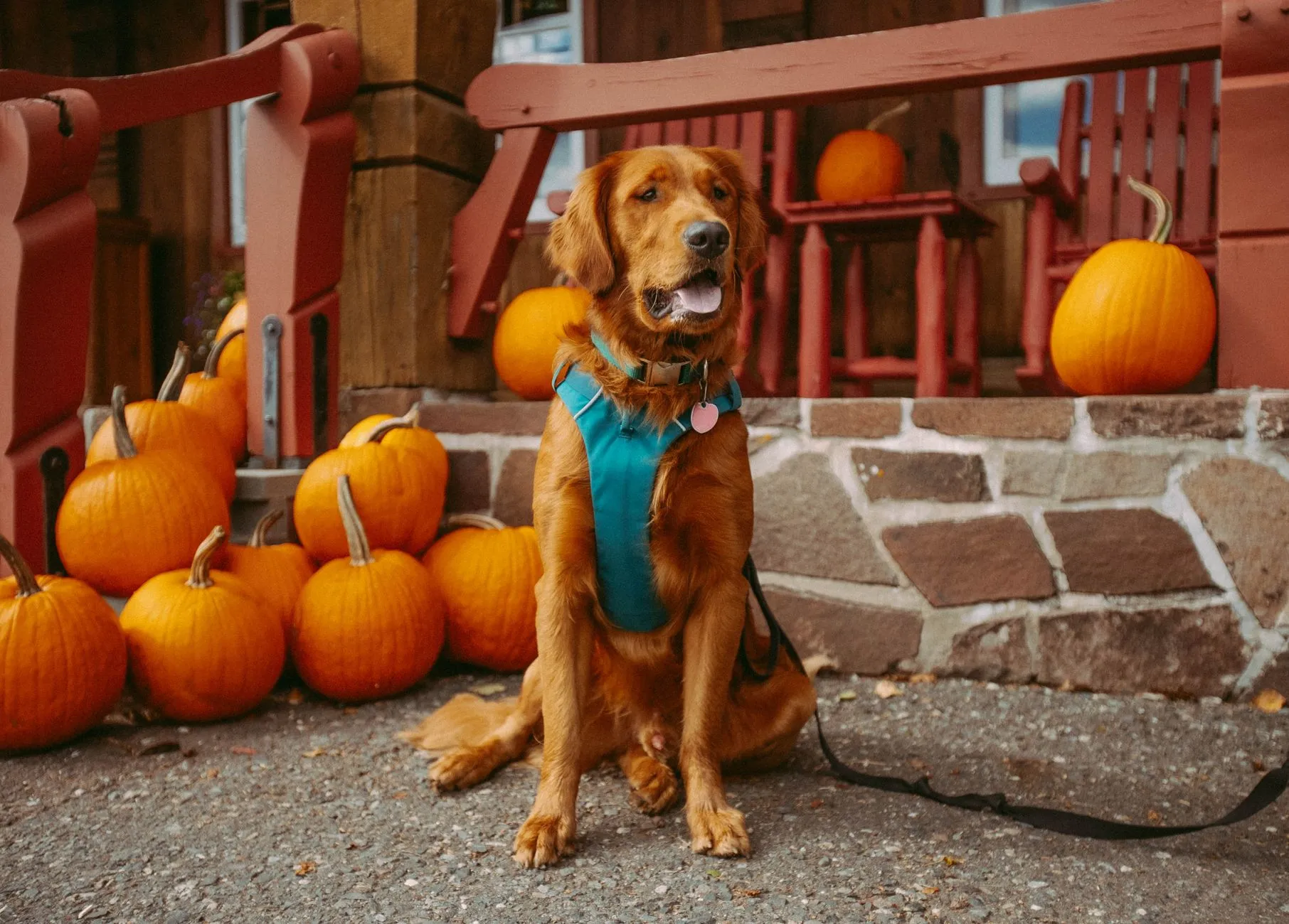 Adorable Golden Retriever dog sitting with pumpkins, capturing a cozy autumn vibe.