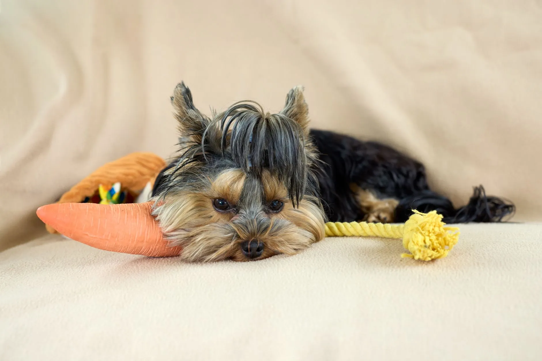 Cute Yorkshire Terrier puppy resting indoors with a carrot toy and rope on a beige blanket.