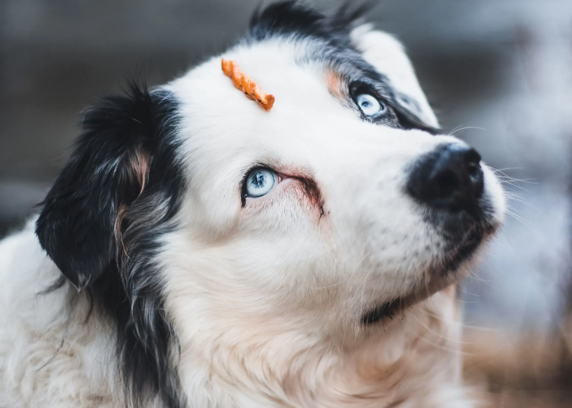 Close-up of an Australian Shepherd with a treat on its nose, showcasing its striking blue eyes.