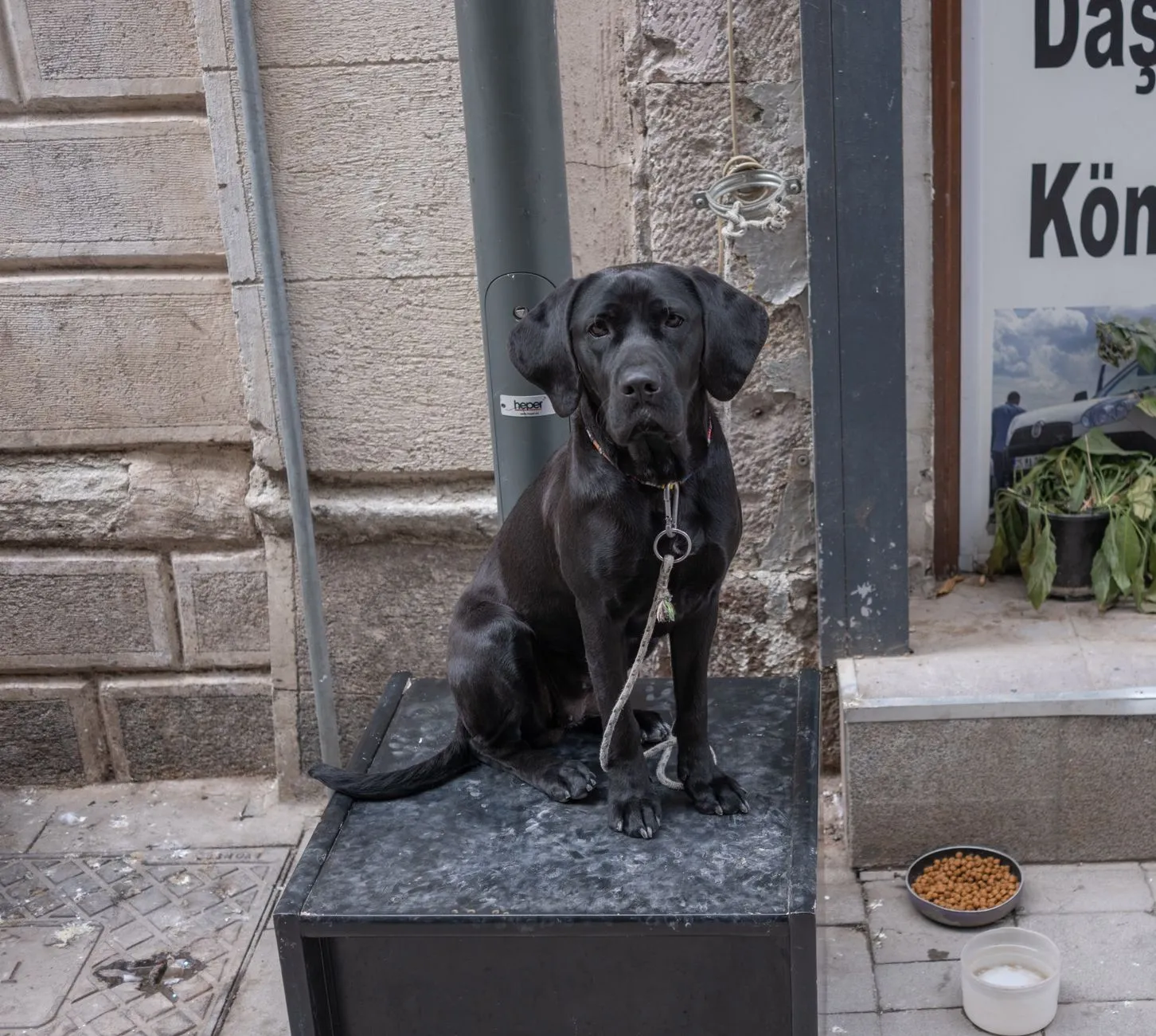 Black Labrador sitting on a city sidewalk near a store entrance, adding charm to the street scene.