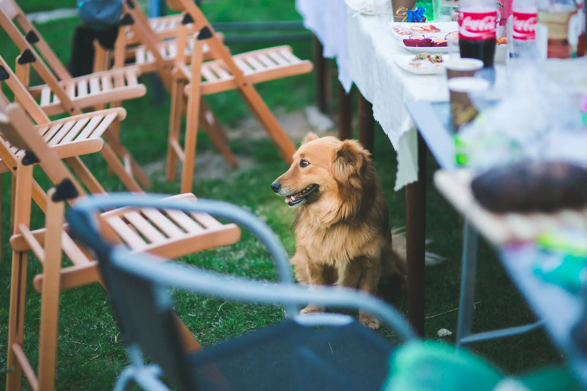A Golden Retriever sits under a table at an outdoor garden party surrounded by chairs.