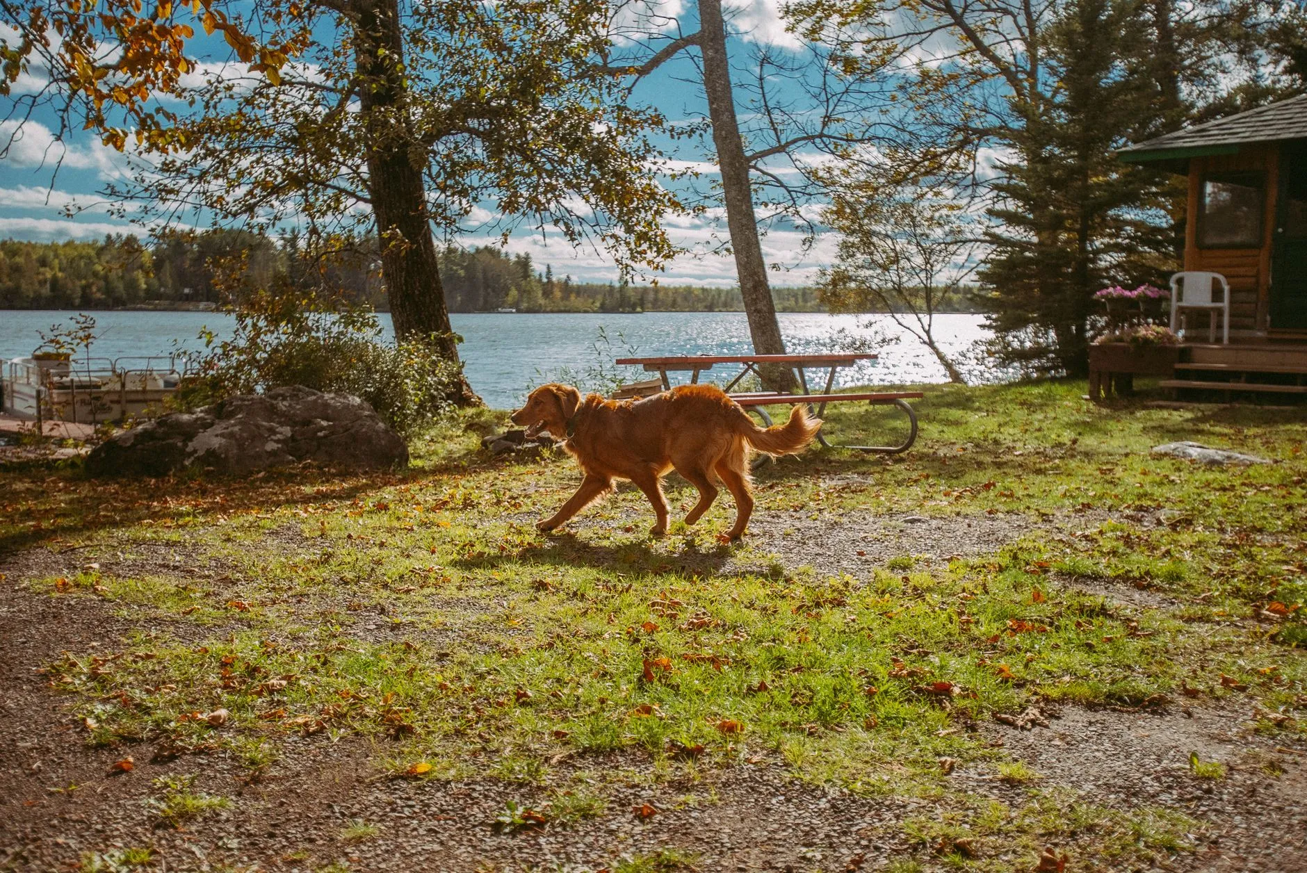 A joyful golden retriever plays by a lakeside surrounded by vibrant autumn foliage.