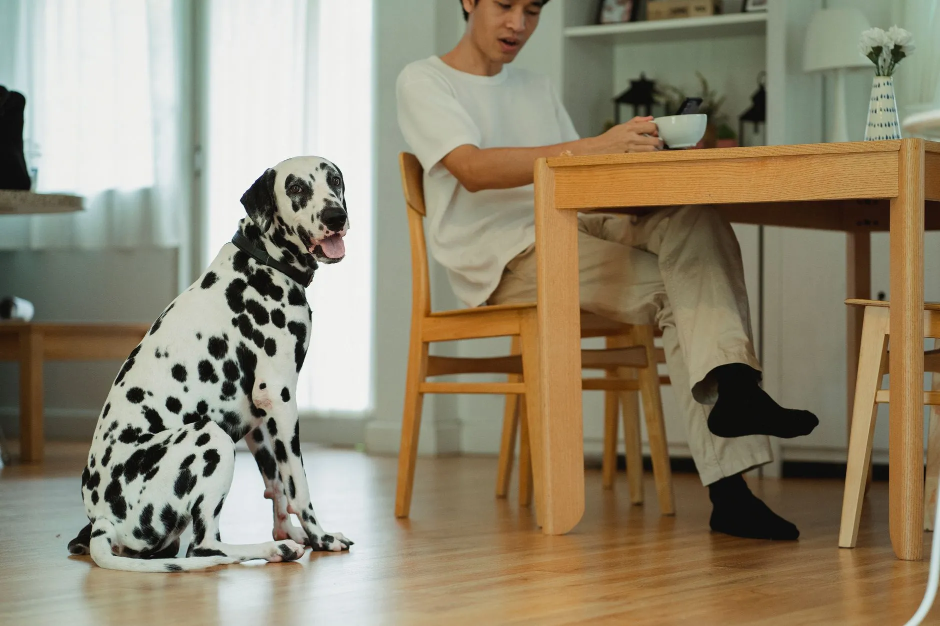 A Dalmatian dog sitting beside a man having coffee at a wooden table indoors.