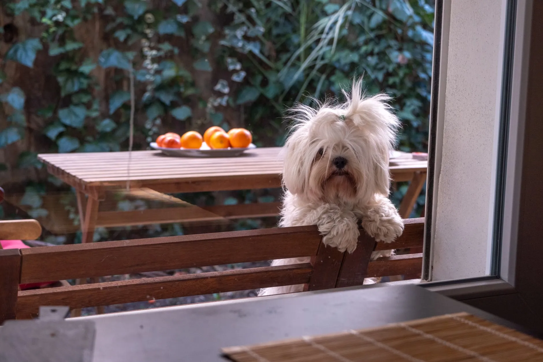 Adorable Maltese dog peeks through the window, with oranges on a wooden table outside.